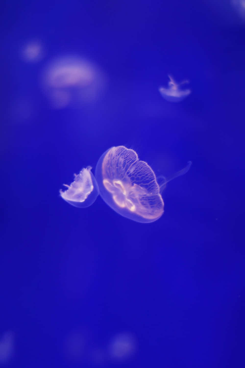 Moon Jelly, deep blue ocean water, serene underwater scene, HD Phone Wallpaper