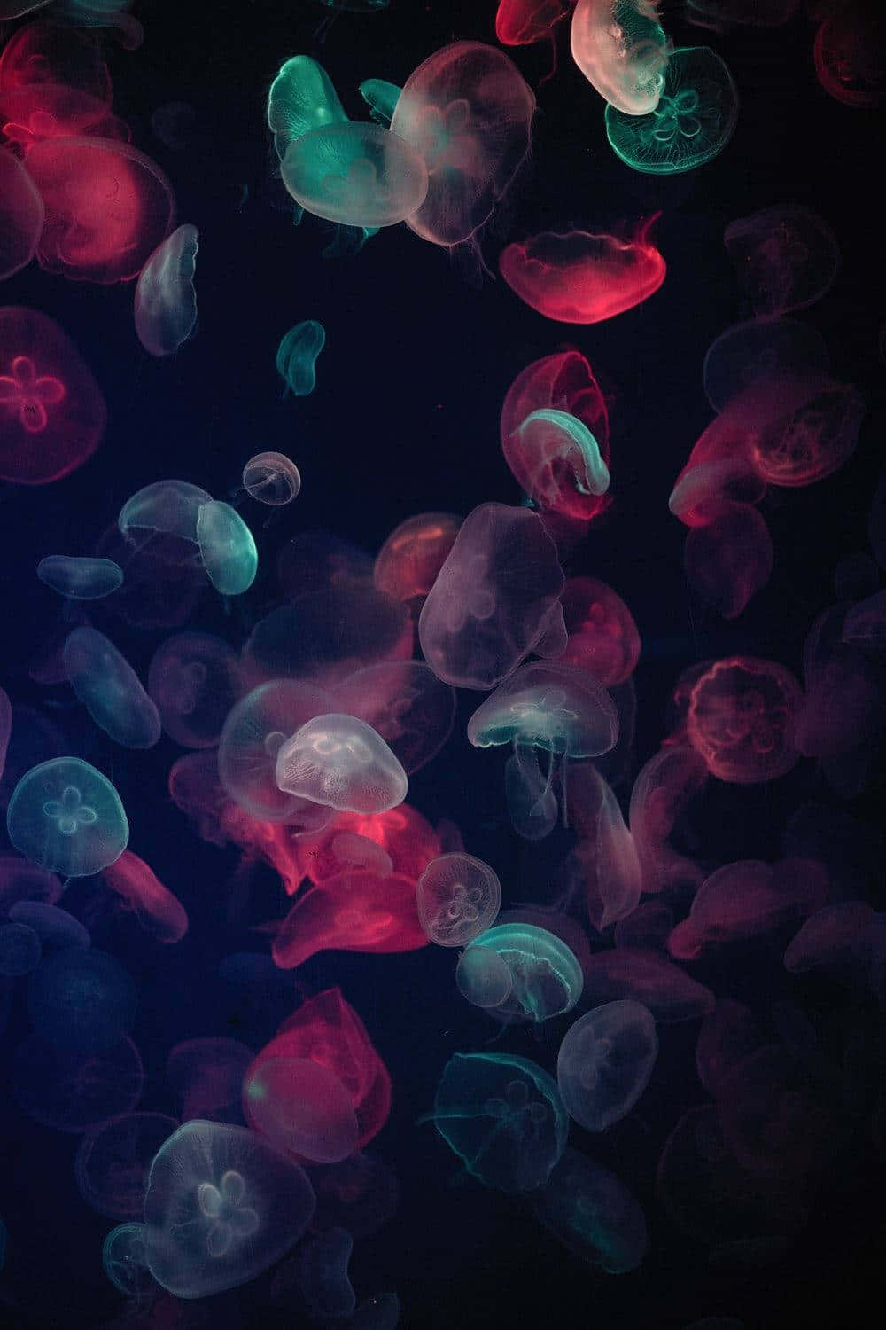 luminous jellyfish swarm, deep ocean darkness, vibrant red, HD Phone Wallpaper