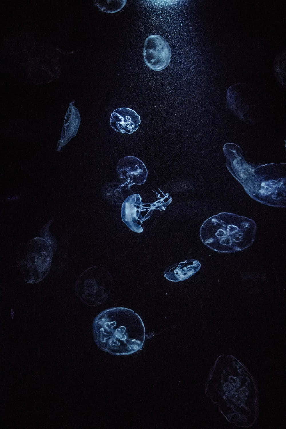 Moon Jelly, pristine waters, deep dark water, HD Phone Wallpaper