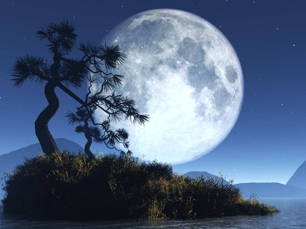 twisted pine tree, small island, massive glowing full moon, SD Desktop Wallpaper