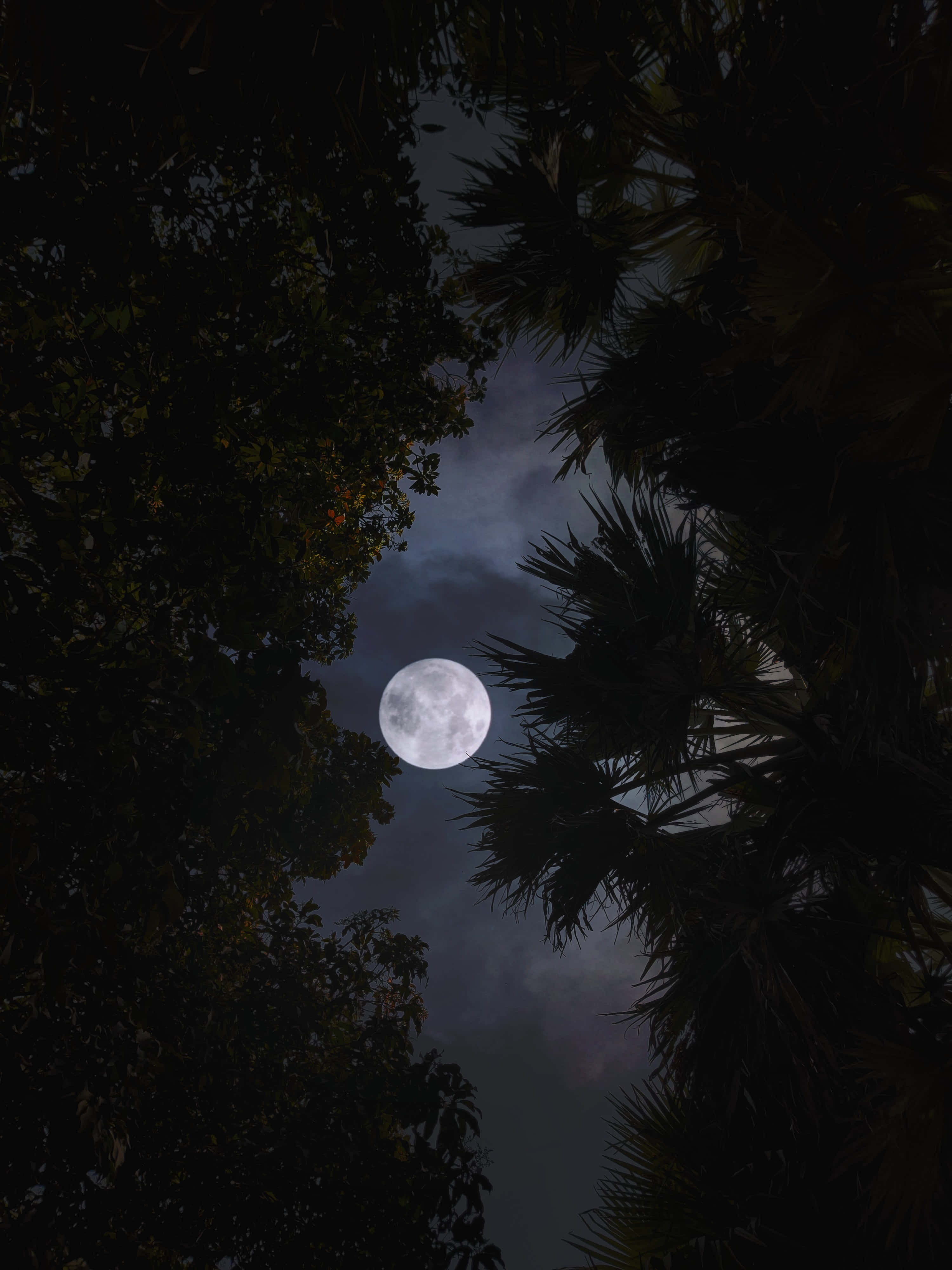 Moon Night, full moon, palm trees, 4K Phone Wallpaper