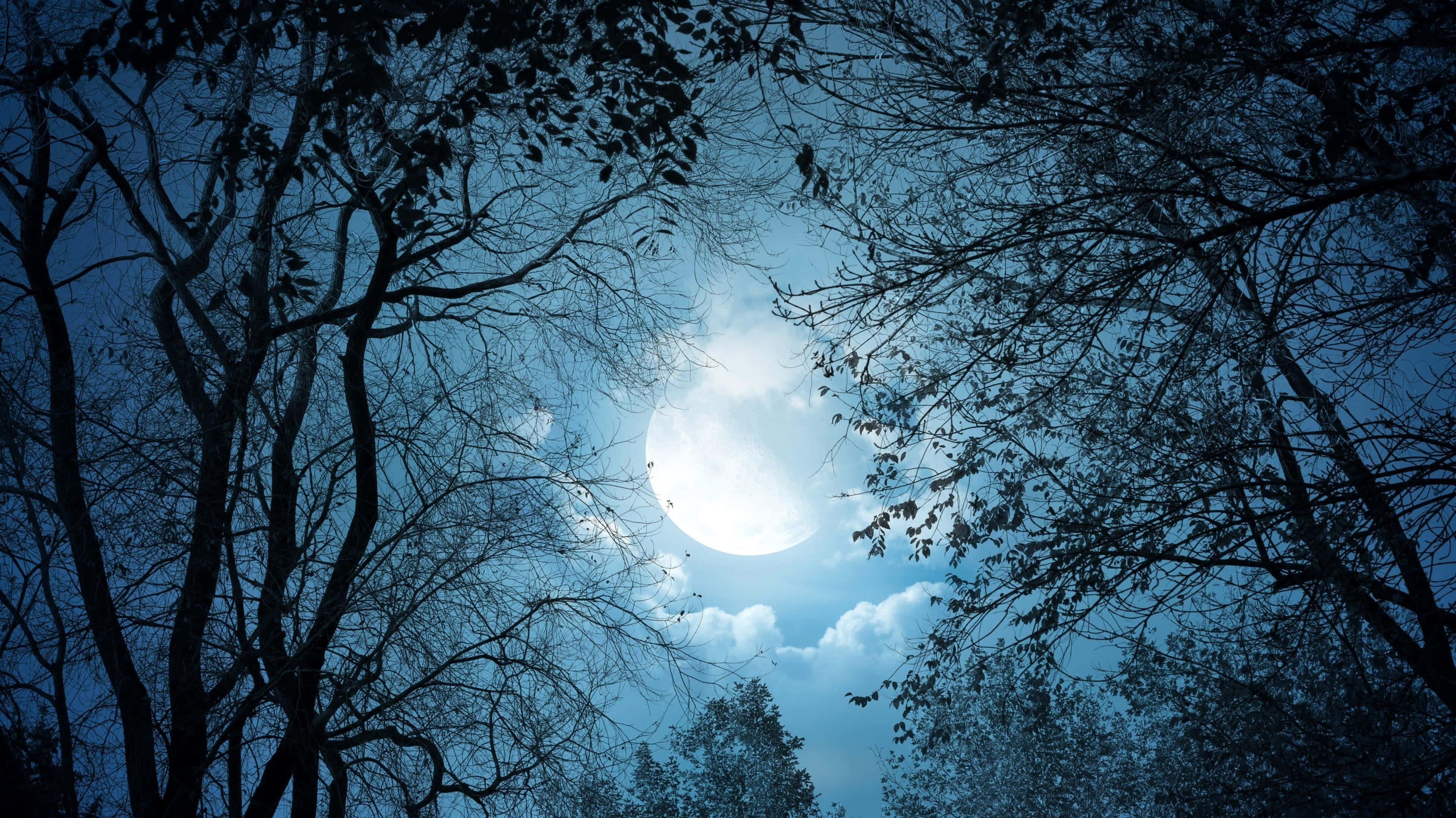 Moon Night, full moon, bare tree branches, 4K Desktop Wallpaper