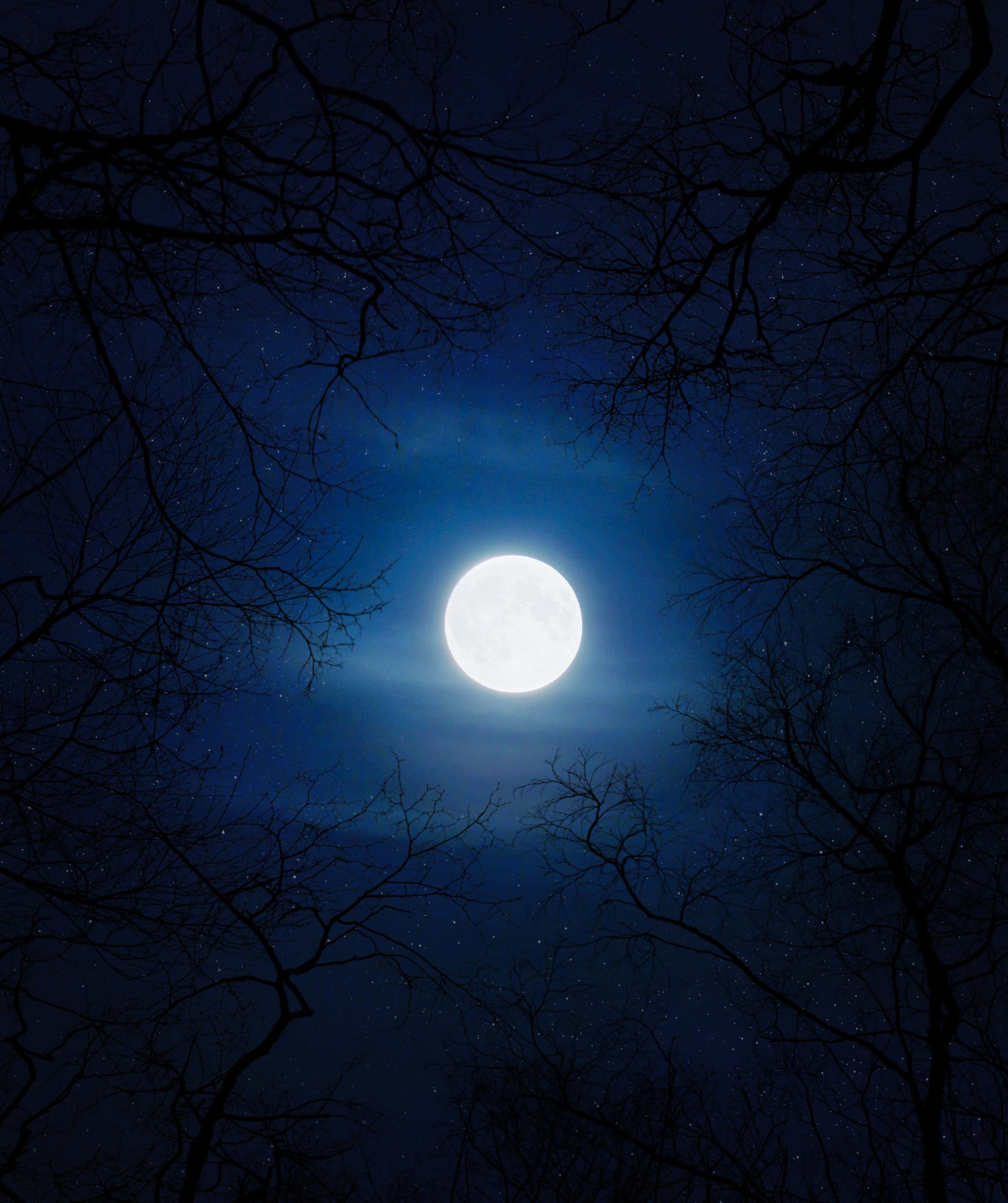 moonlit night, full moon, bare tree branches, 2K Phone Wallpaper