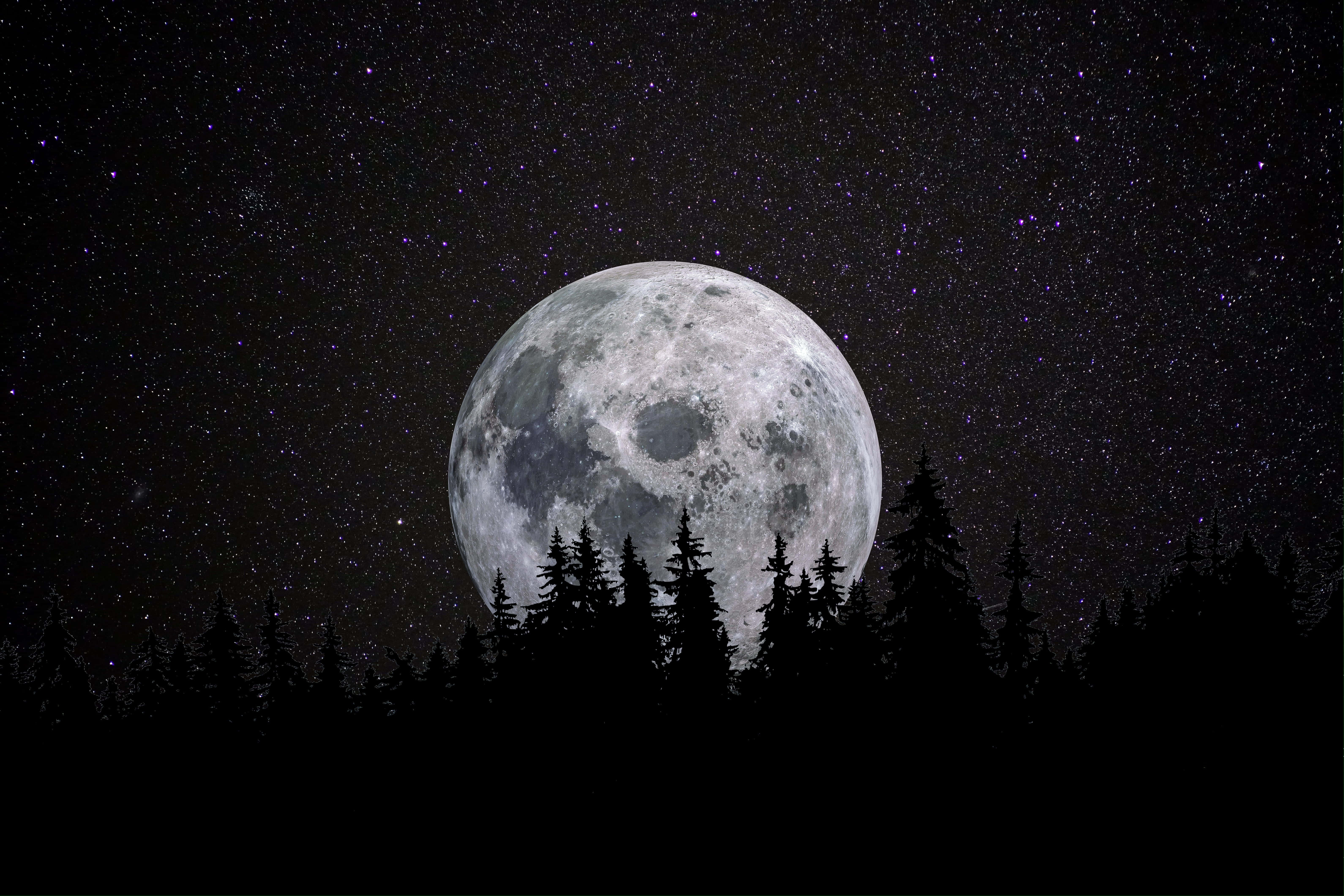 Moon Night, full moon, pine trees, 5K Desktop Wallpaper