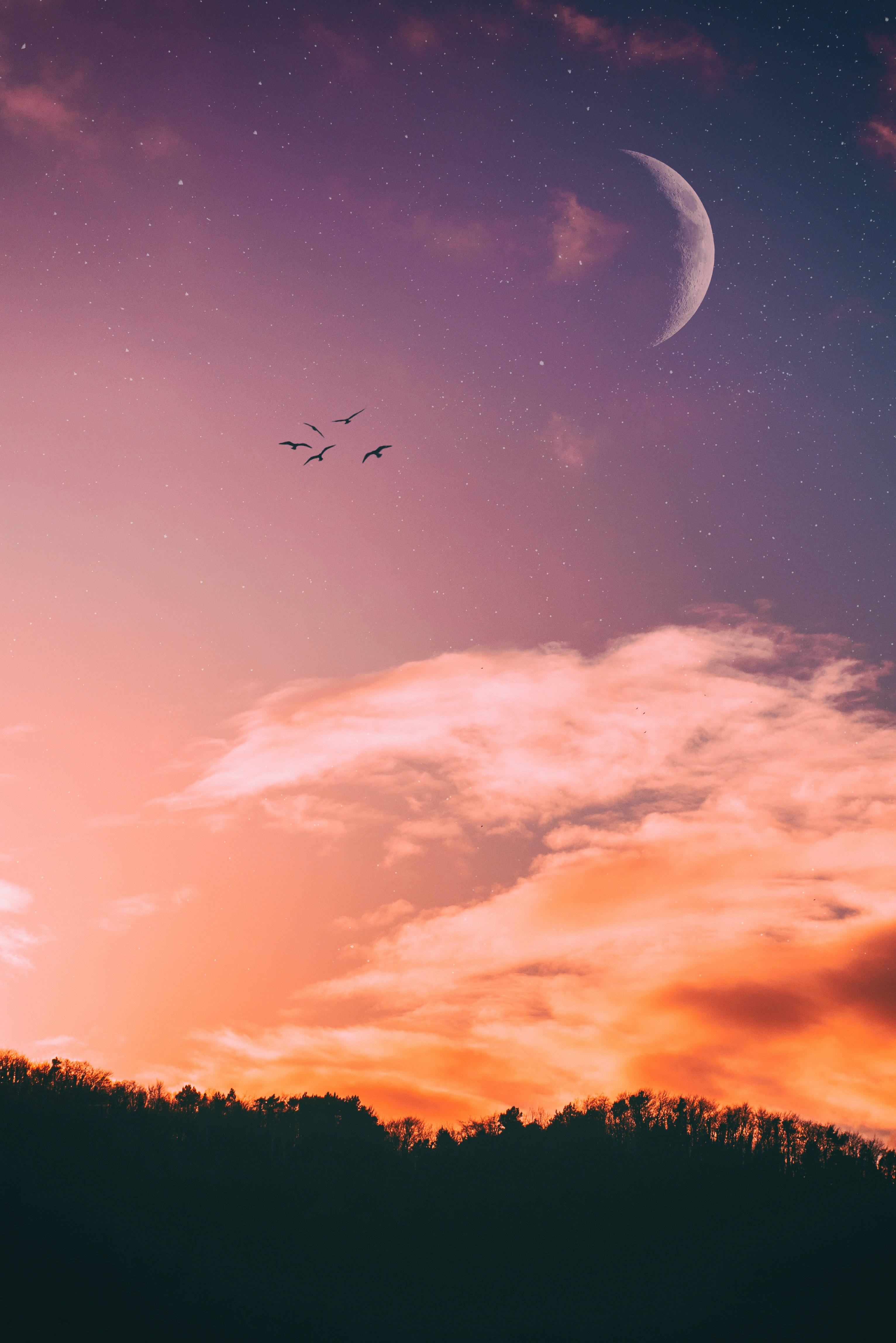 crescent moon, starry sky, forest silhouette, 4K Phone Wallpaper