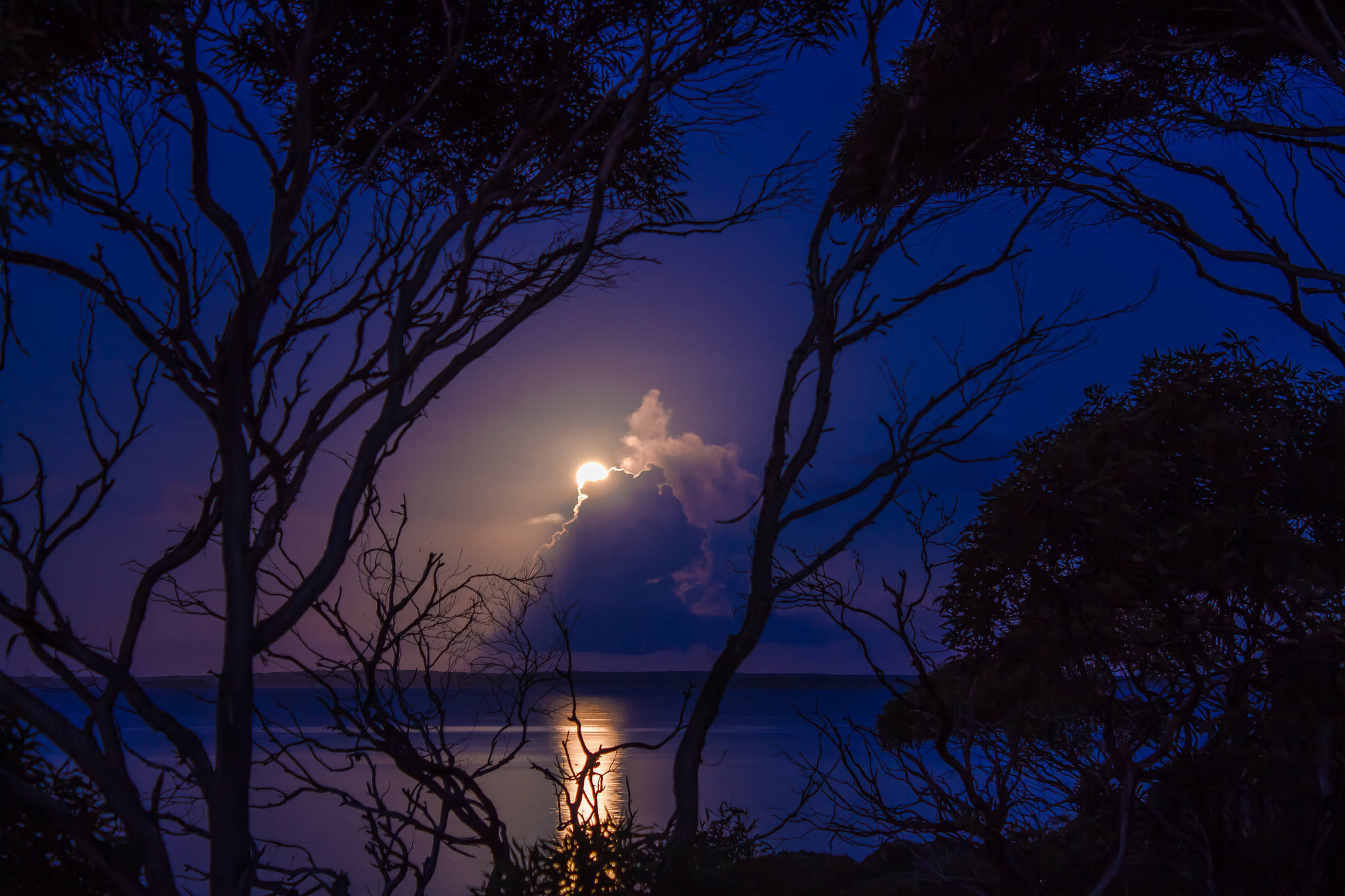 full moon, silhouetted tree branches, calm ocean, Full HD Desktop Wallpaper