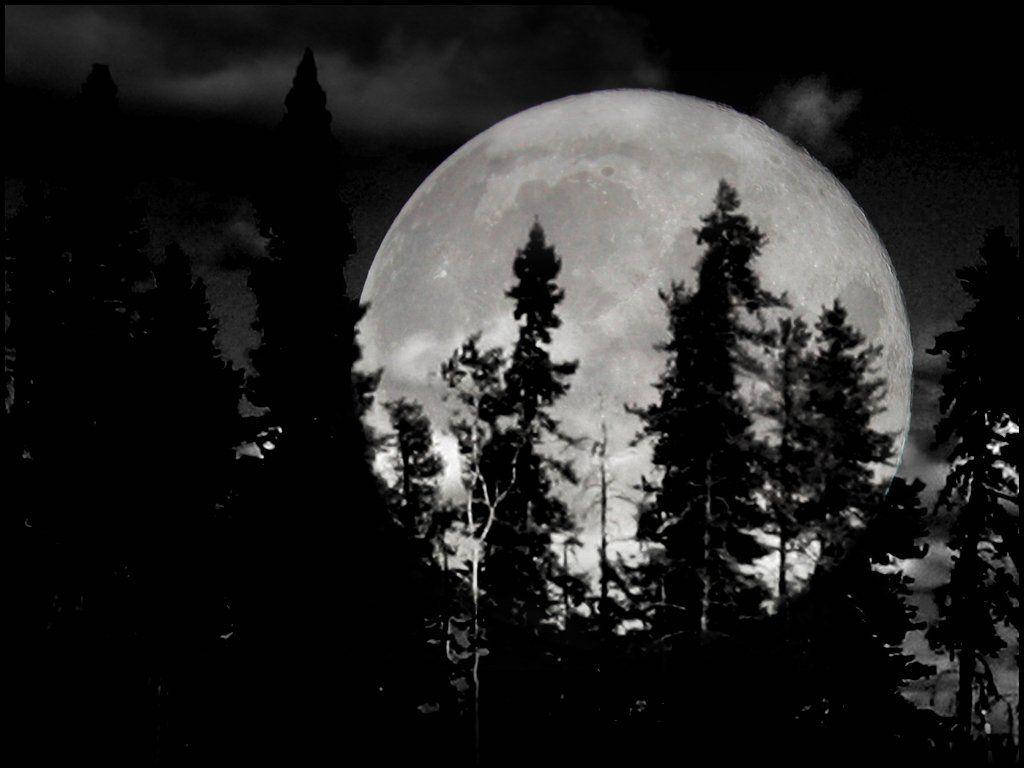 Moon, pine trees, cloudy night sky, SD Desktop Wallpaper