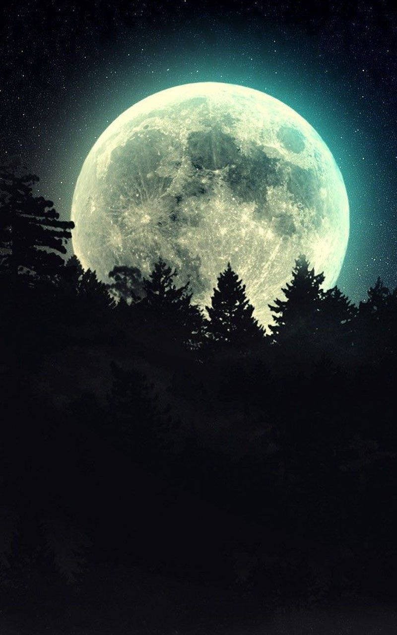 Moon, pine trees, dark forest silhouette, HD Phone Wallpaper