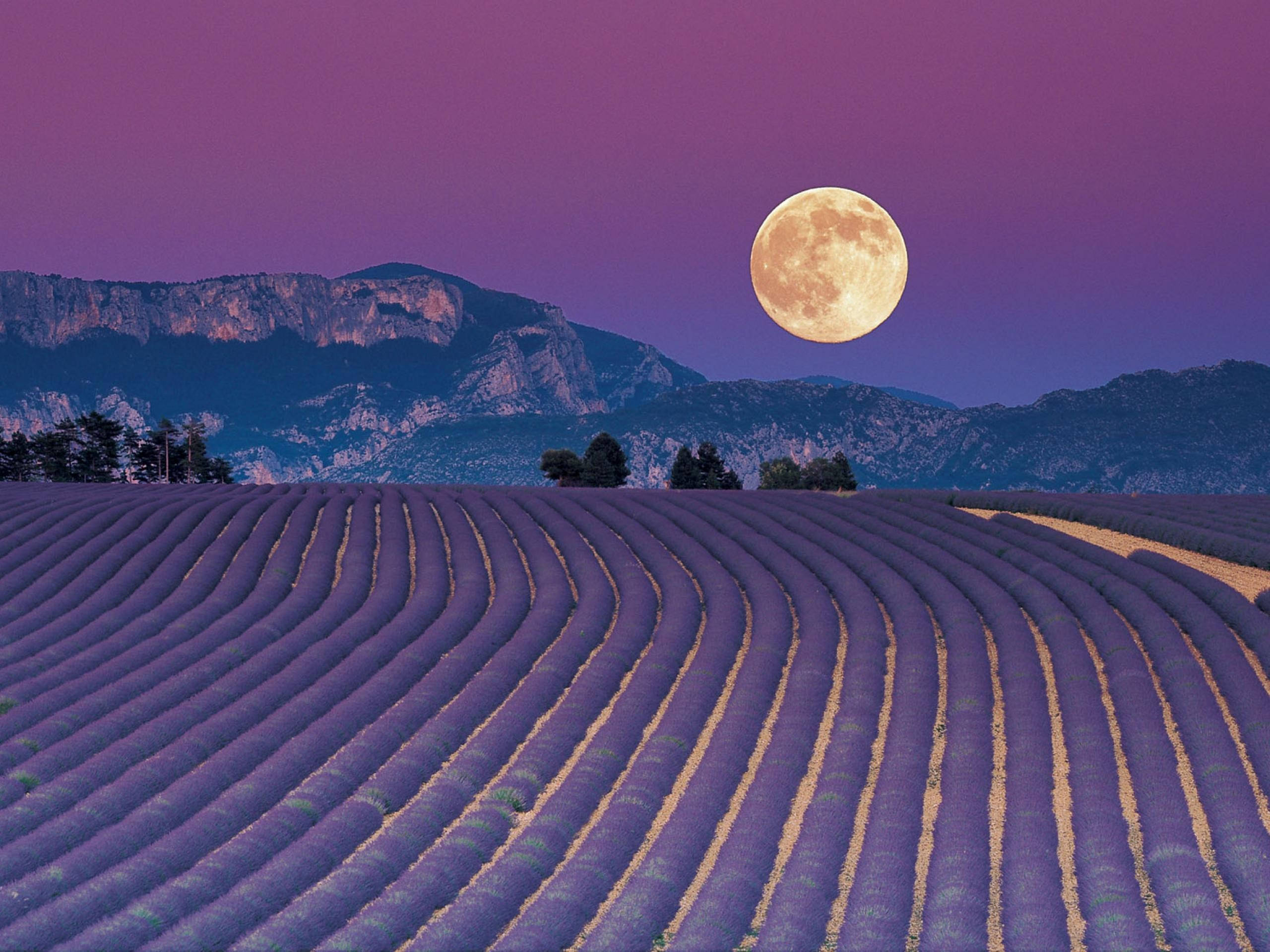 Full Moon Lavender Desktop, purple lavender fields, twilight sky, 2K Desktop Wallpaper