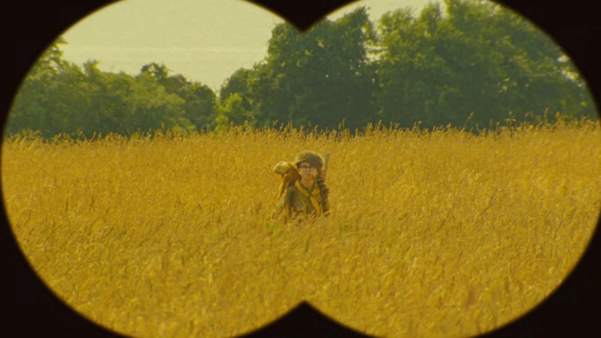 Moonrise Kingdom, starlit night, golden wheat field, Full HD Desktop Wallpaper