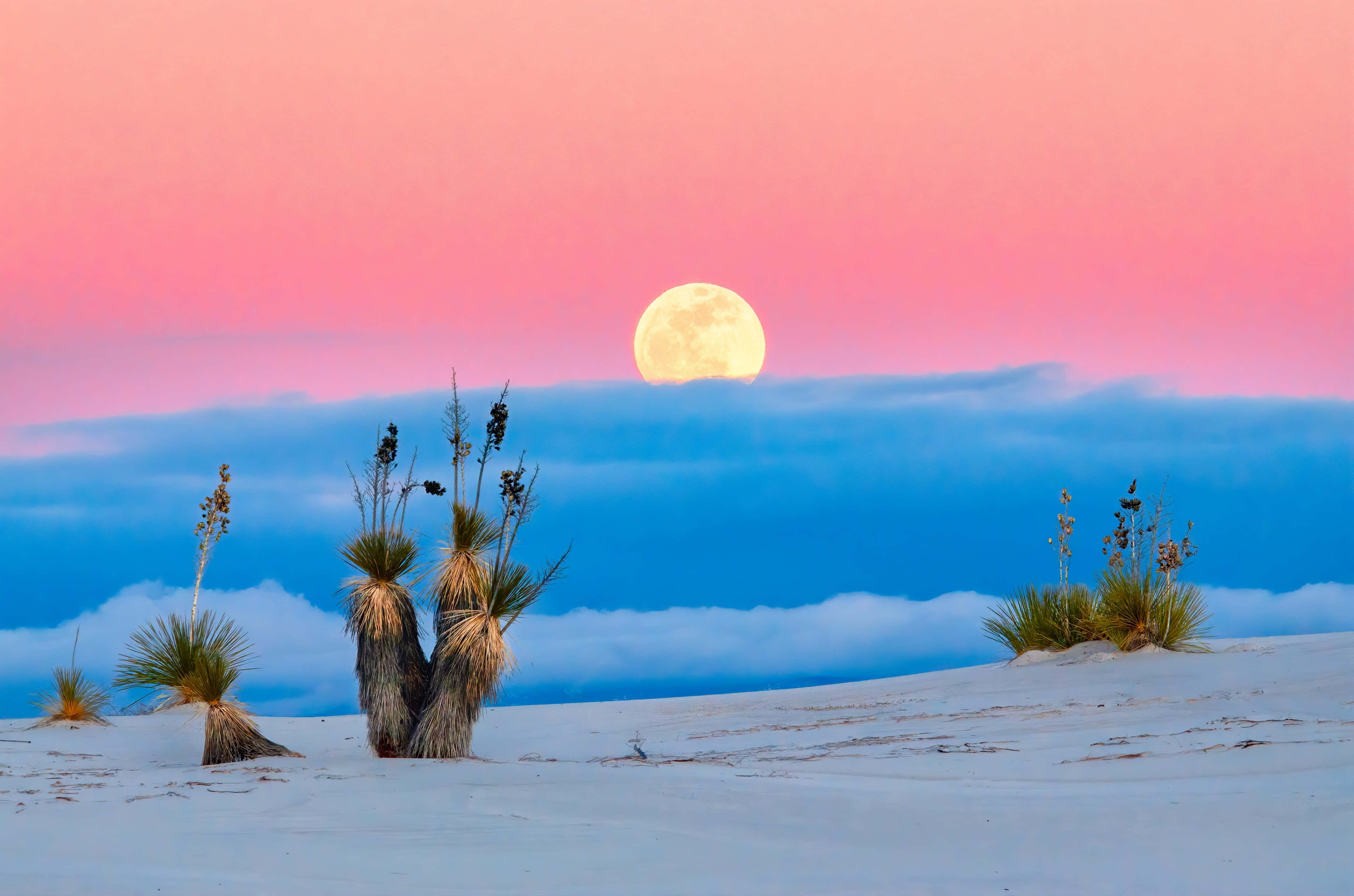 desert moonrise, yucca plants, full moon, 4K Desktop Wallpaper
