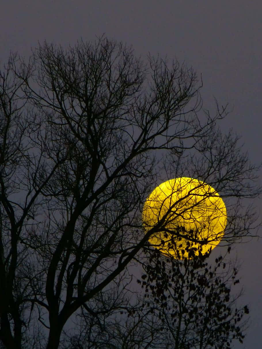 golden moonrise, bare winter trees, luminous yellow moon, SD Phone Wallpaper