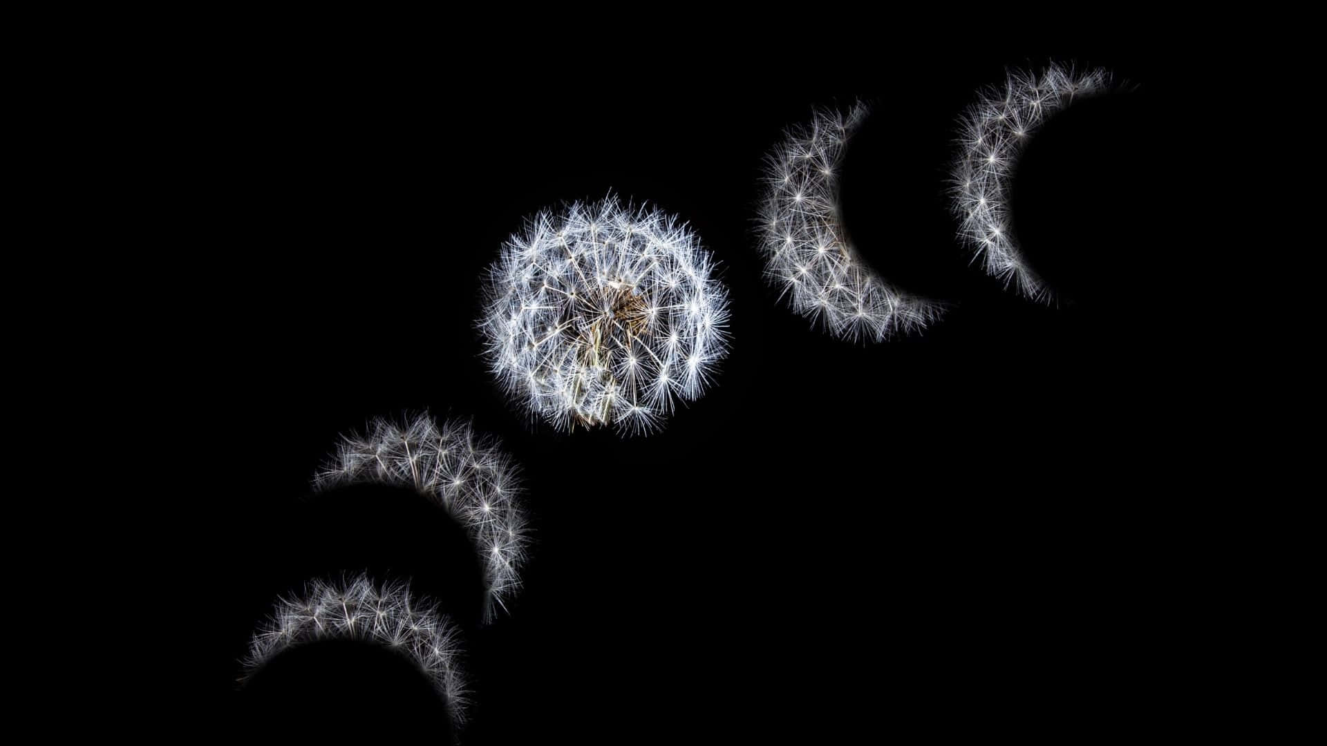 Moon Phase, glowing dandelion seed head, dispersing seeds, Full HD Desktop Wallpaper
