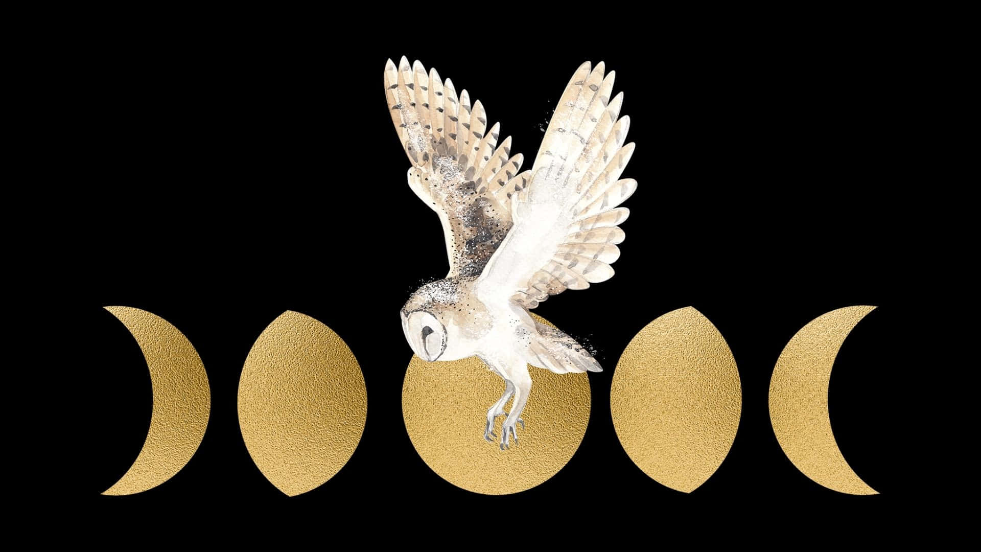 barn owl, black backdrop, golden moon phases, Full HD Desktop Wallpaper
