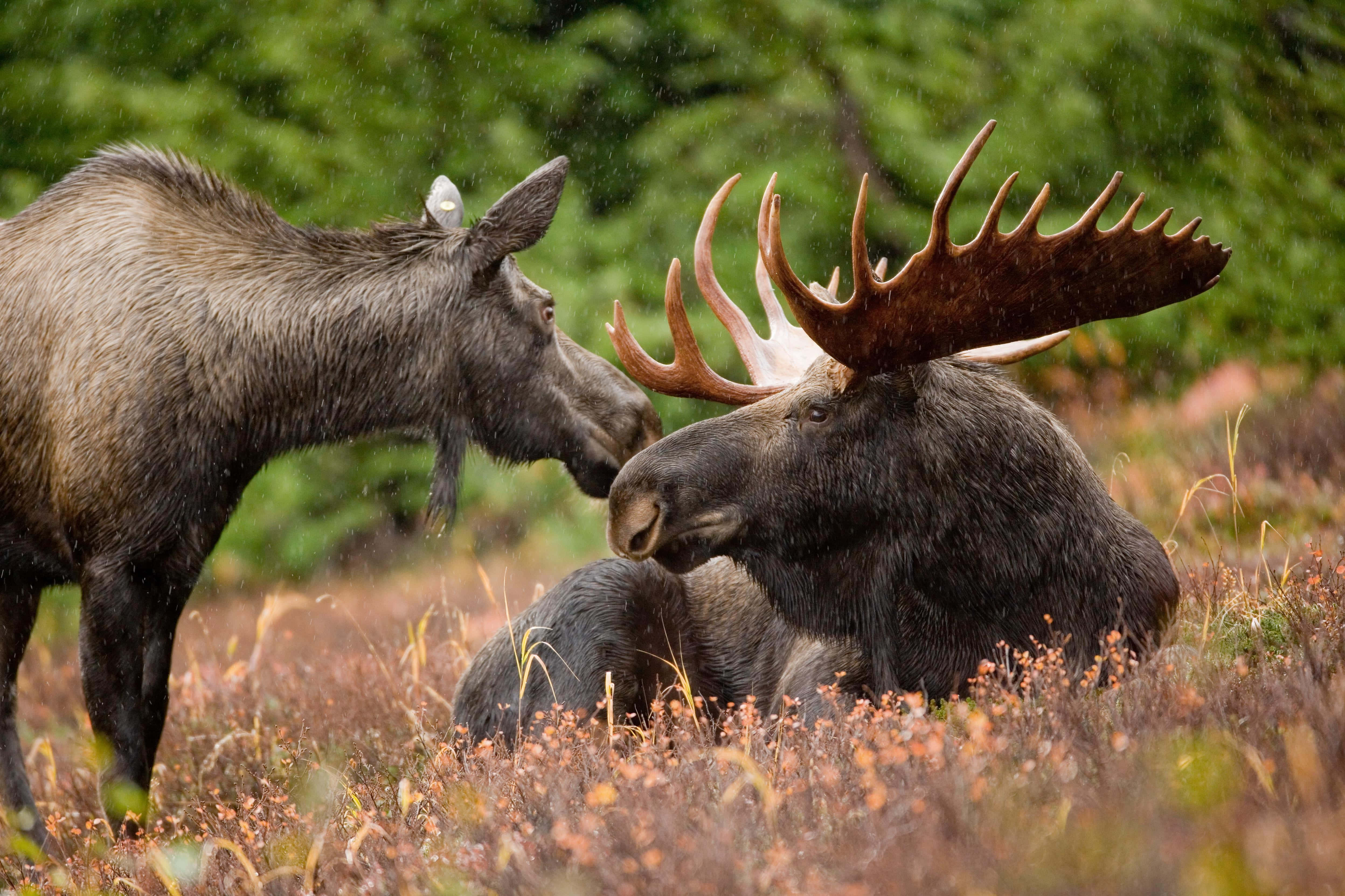 moose, rain-slicked autumn meadow, vibrant orange foliage, 4K Desktop Wallpaper