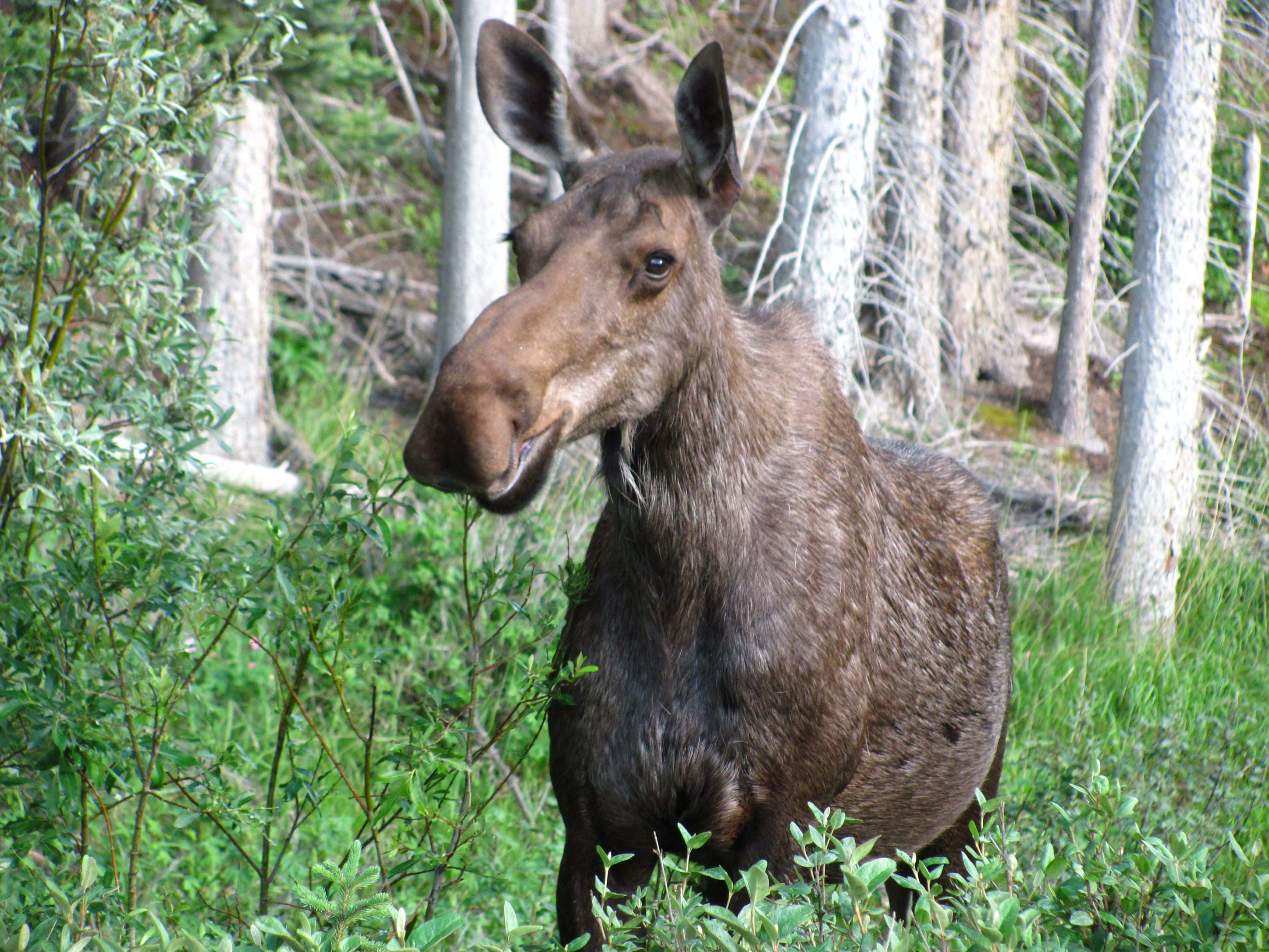 moose, natural habitat, lush green forest clearing, 2K Desktop Wallpaper