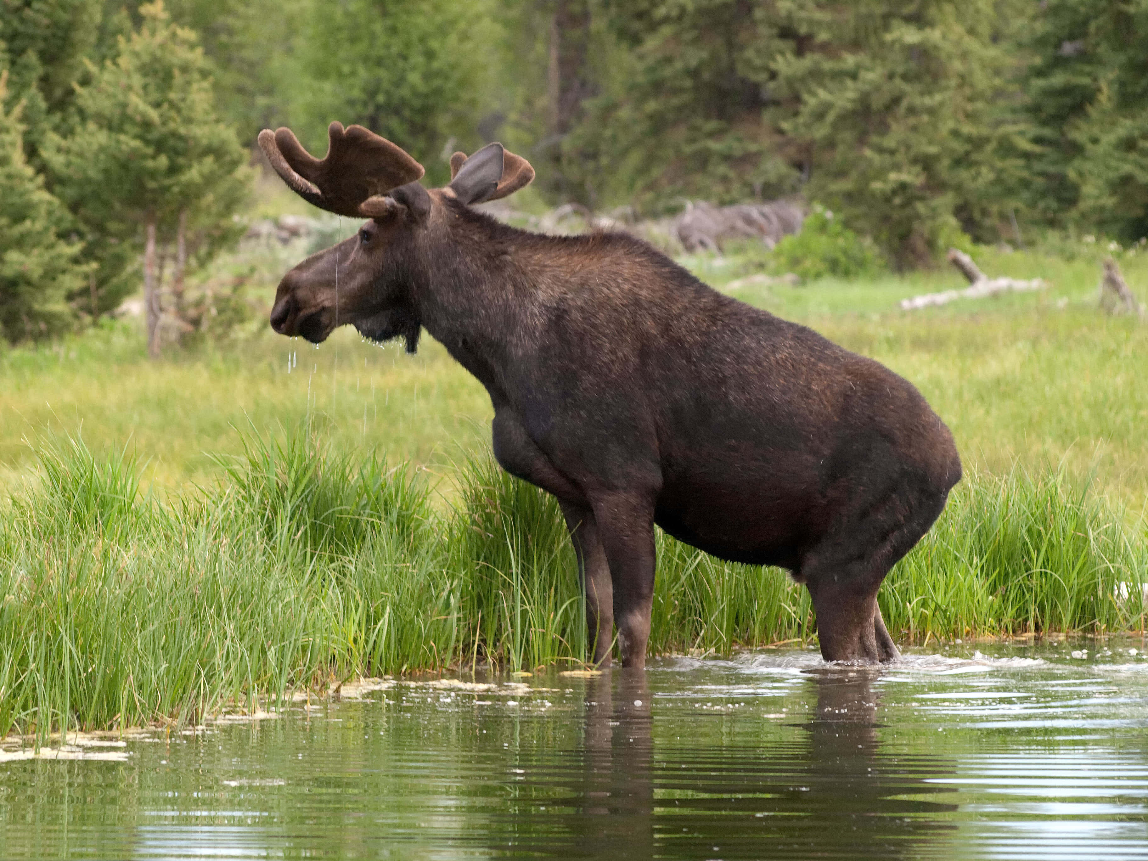 moose, shallow water, tall green grass, 2K Desktop Wallpaper