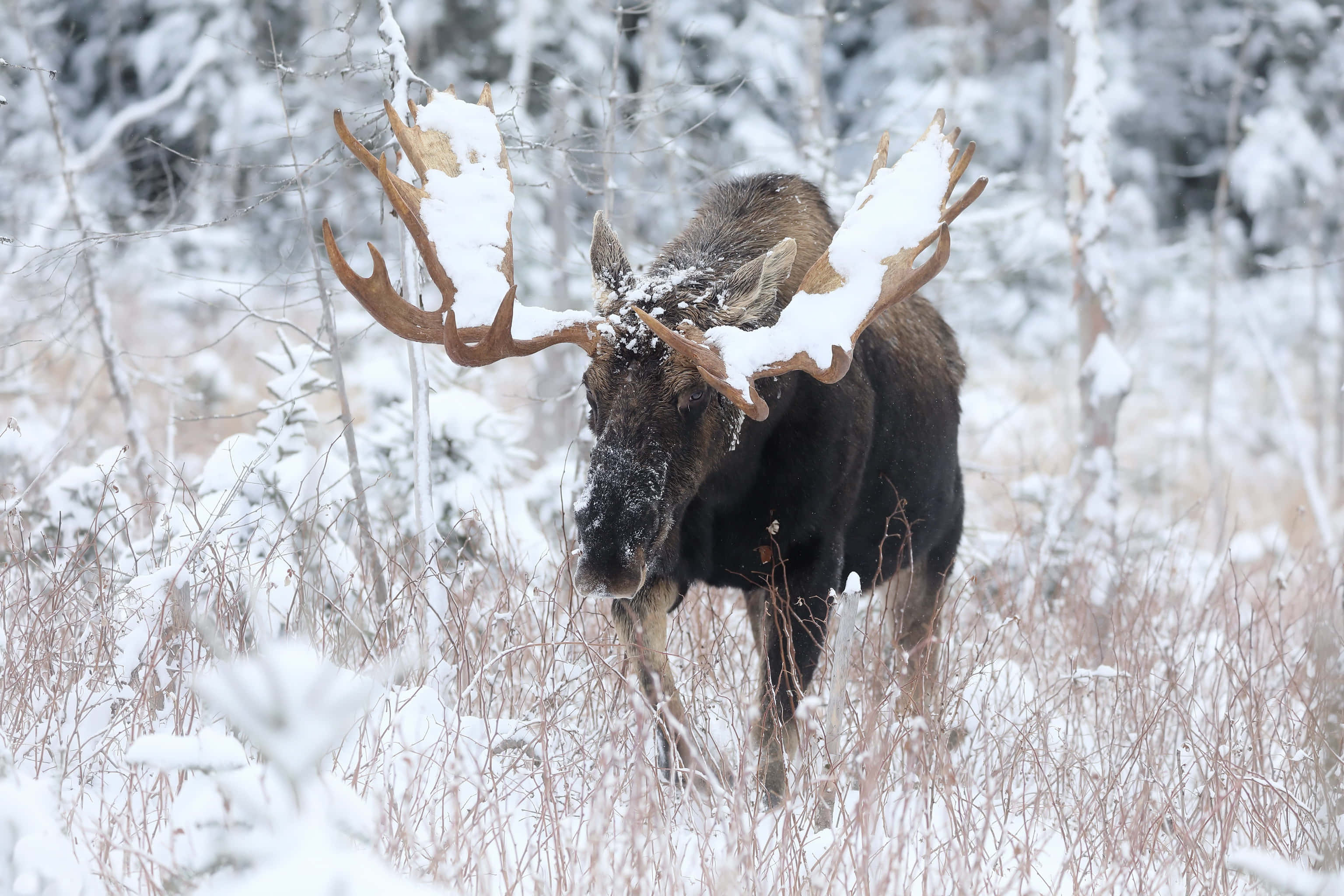 snowy moose, winter forest, snow-laden trees, 2K Desktop Wallpaper