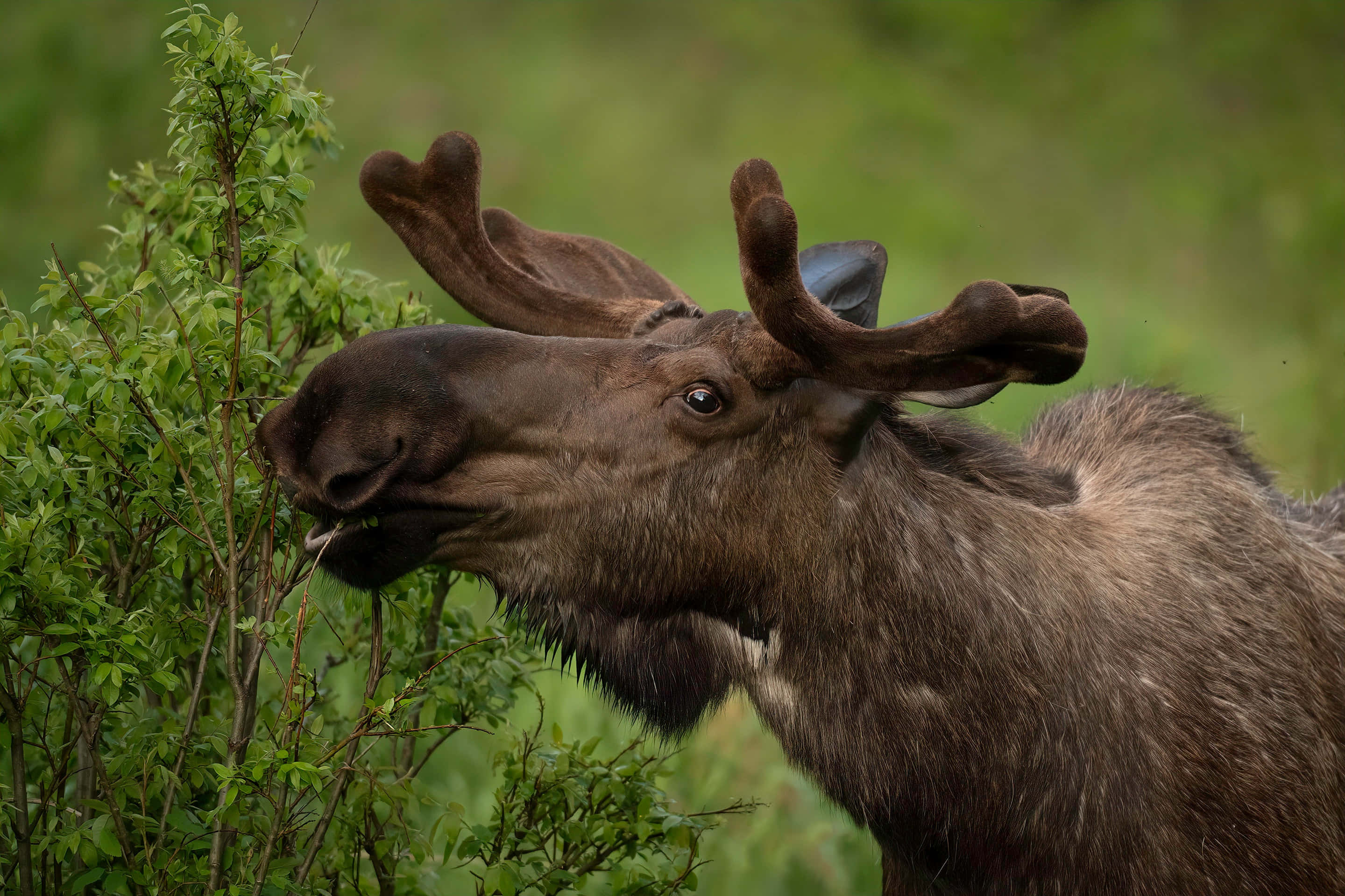 moose, large antlers, lush green foliage, 2K Desktop Wallpaper