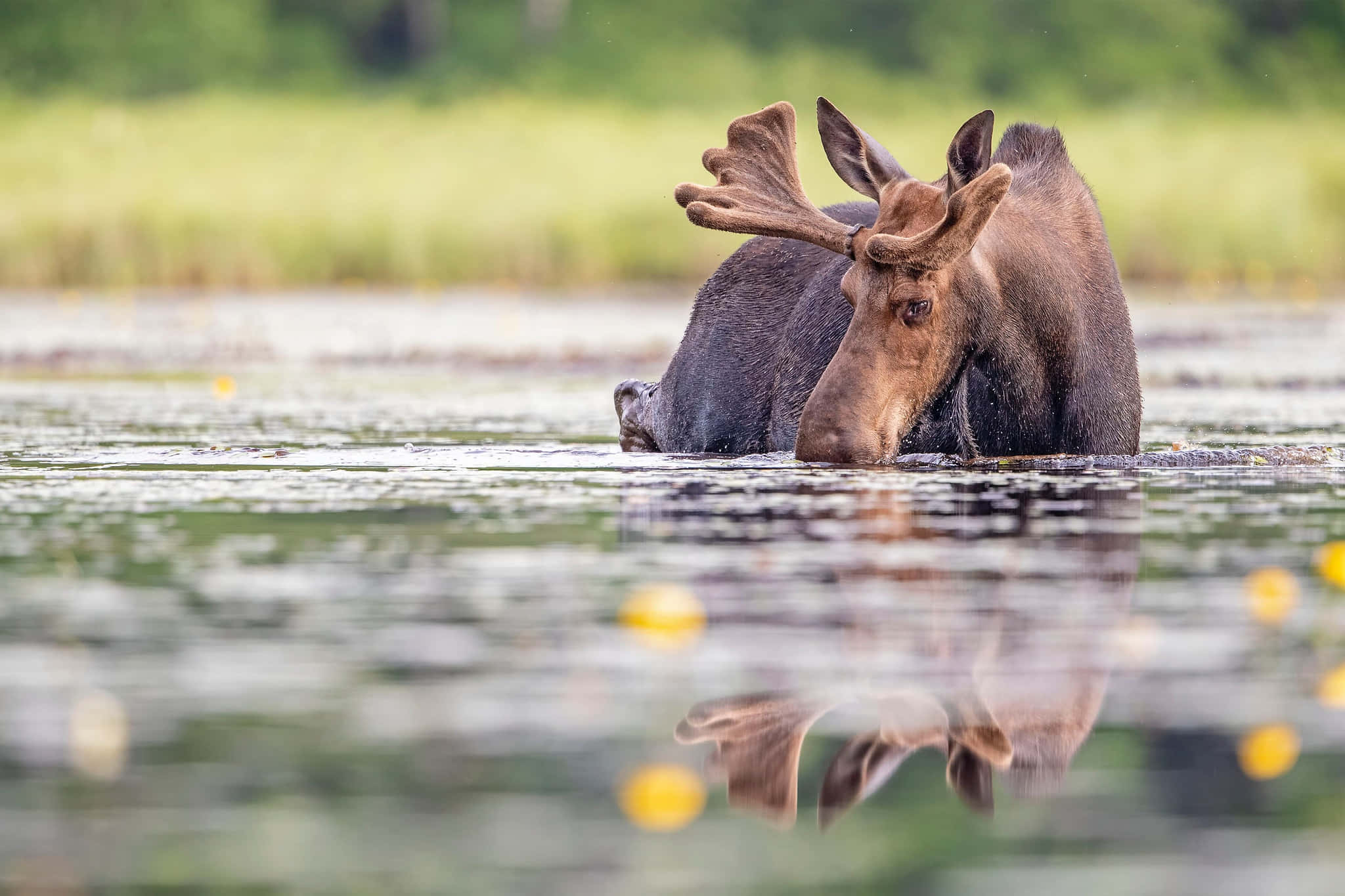 moose, reflection in water, calm water, Full HD Desktop Wallpaper