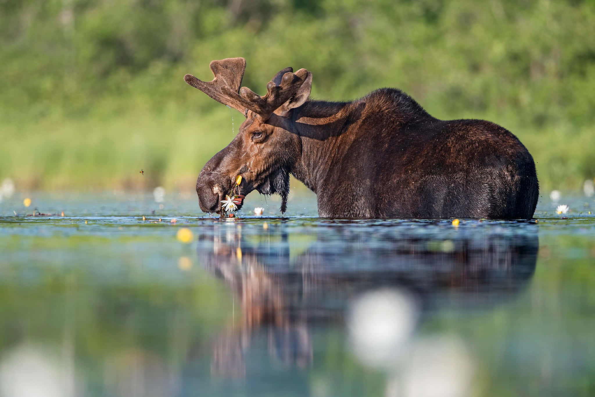 moose, pond, calm water, Full HD Desktop Wallpaper