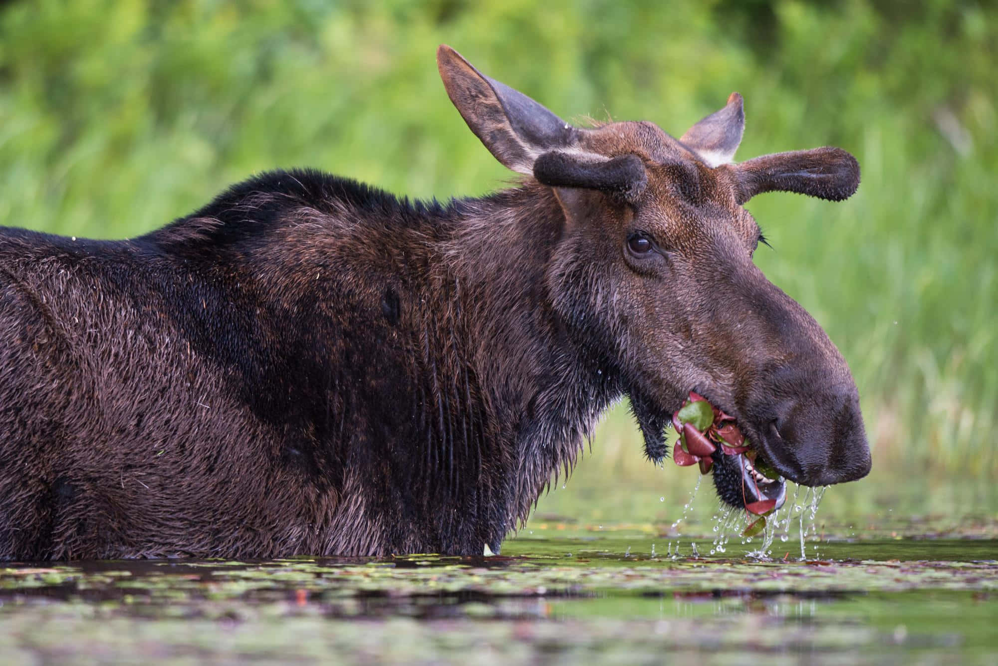 moose, green pond, water lilies, Full HD Desktop Wallpaper
