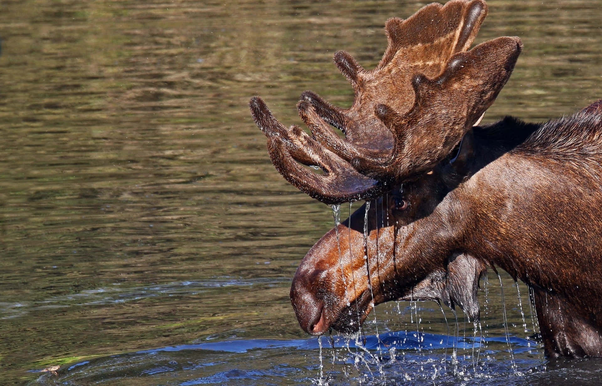moose, massive antlers, clear water, Full HD Desktop Wallpaper