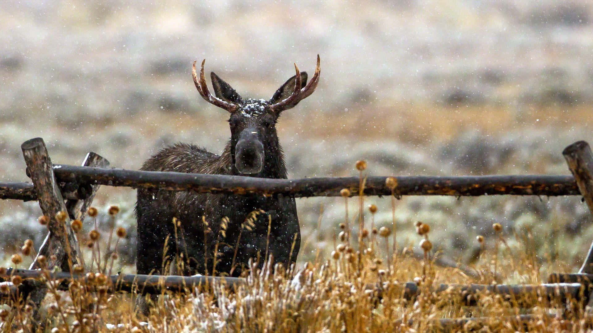 moose, snow-dusted antlers, rustic wooden fence, Full HD Desktop Wallpaper
