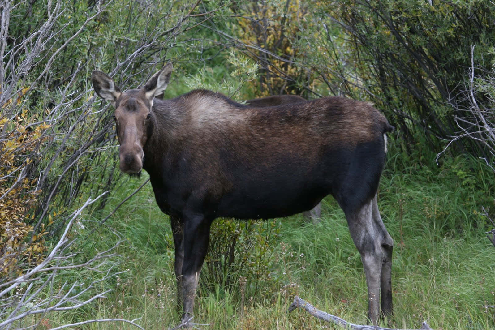 moose, lush green forest, autumn-hued bushes, HD Desktop Wallpaper