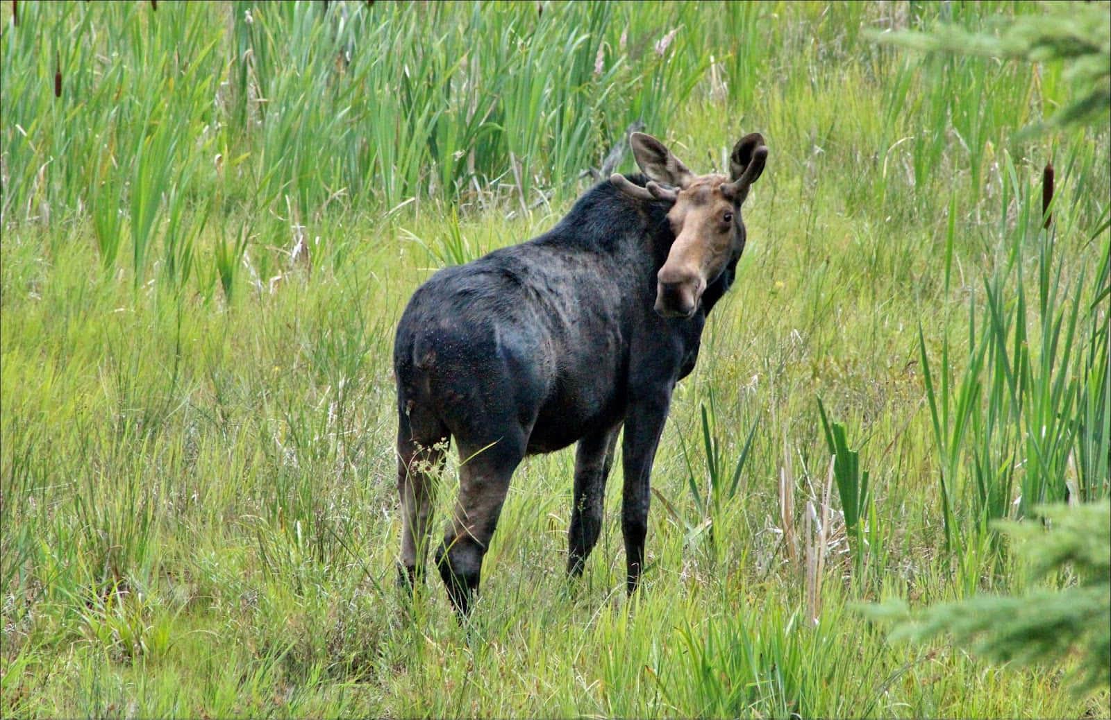moose, natural habitat, lush green marsh, HD Desktop Wallpaper