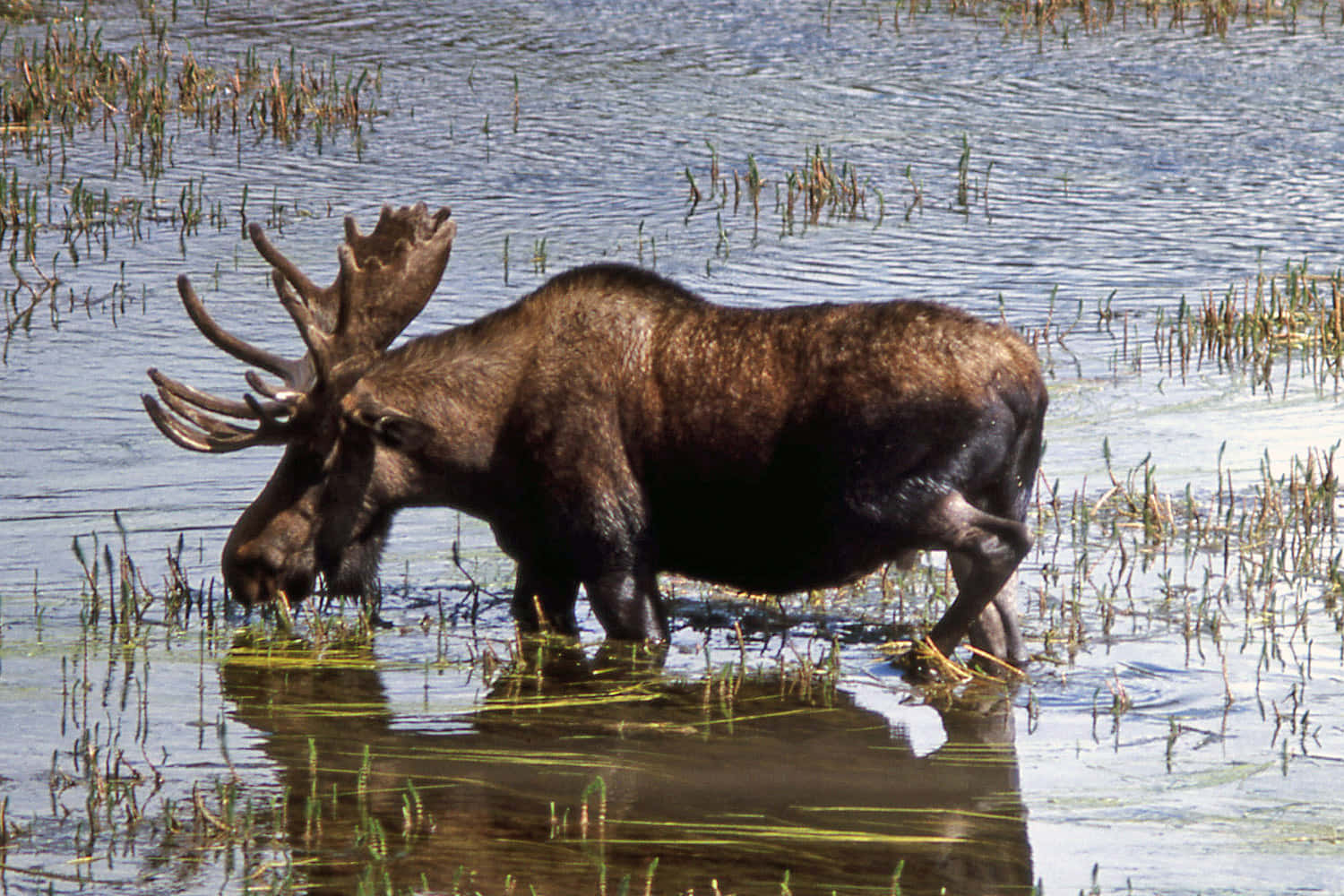 moose, wetland habitat, shallow water, HD Desktop Wallpaper