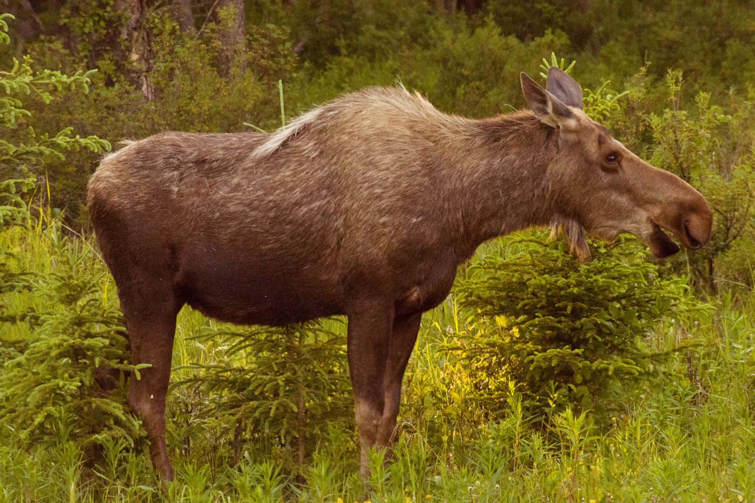 moose, sunlit forest clearing, lush green foliage, HD Desktop Wallpaper