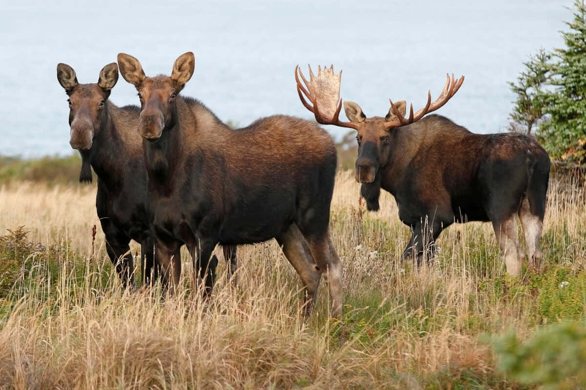 Moose, wilderness, golden grass, SD Desktop Wallpaper