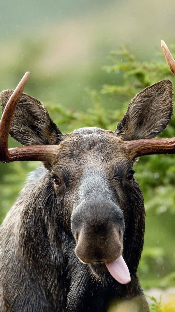 moose, large antlers, pink tongue, HD Phone Wallpaper
