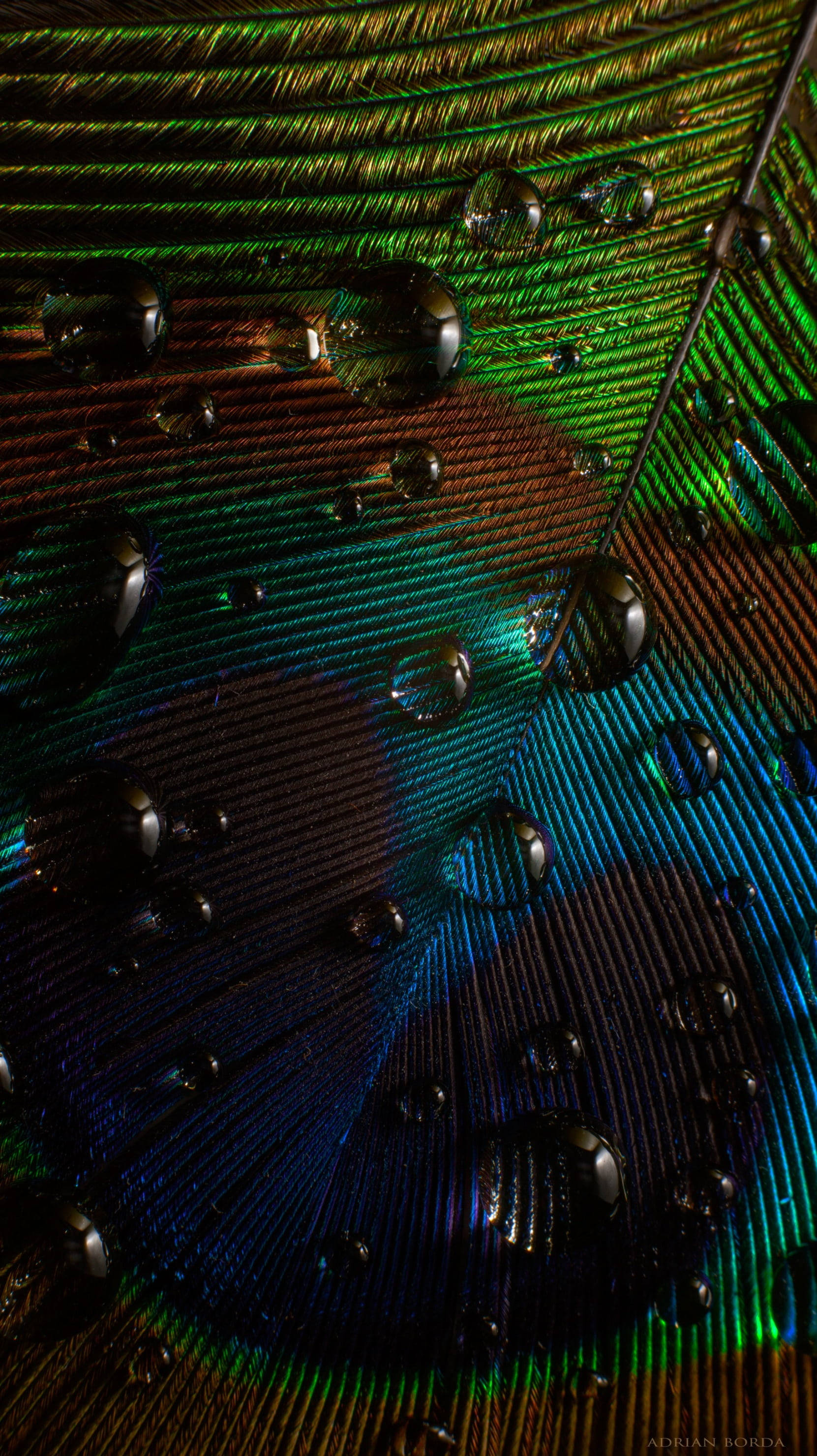 Mor Pankh, peacock feather, iridescent eye, 2K Phone Wallpaper