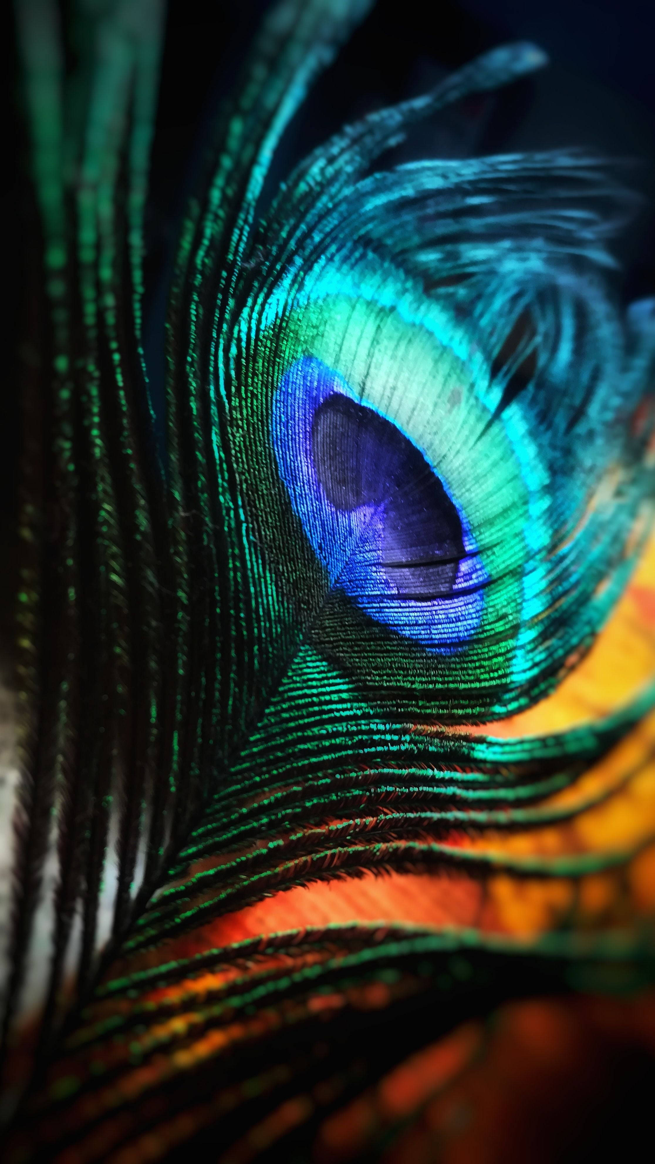 Bright Blue Mor Pankh, peacock feather, vibrant blue green and orange hues, 4K Phone Wallpaper