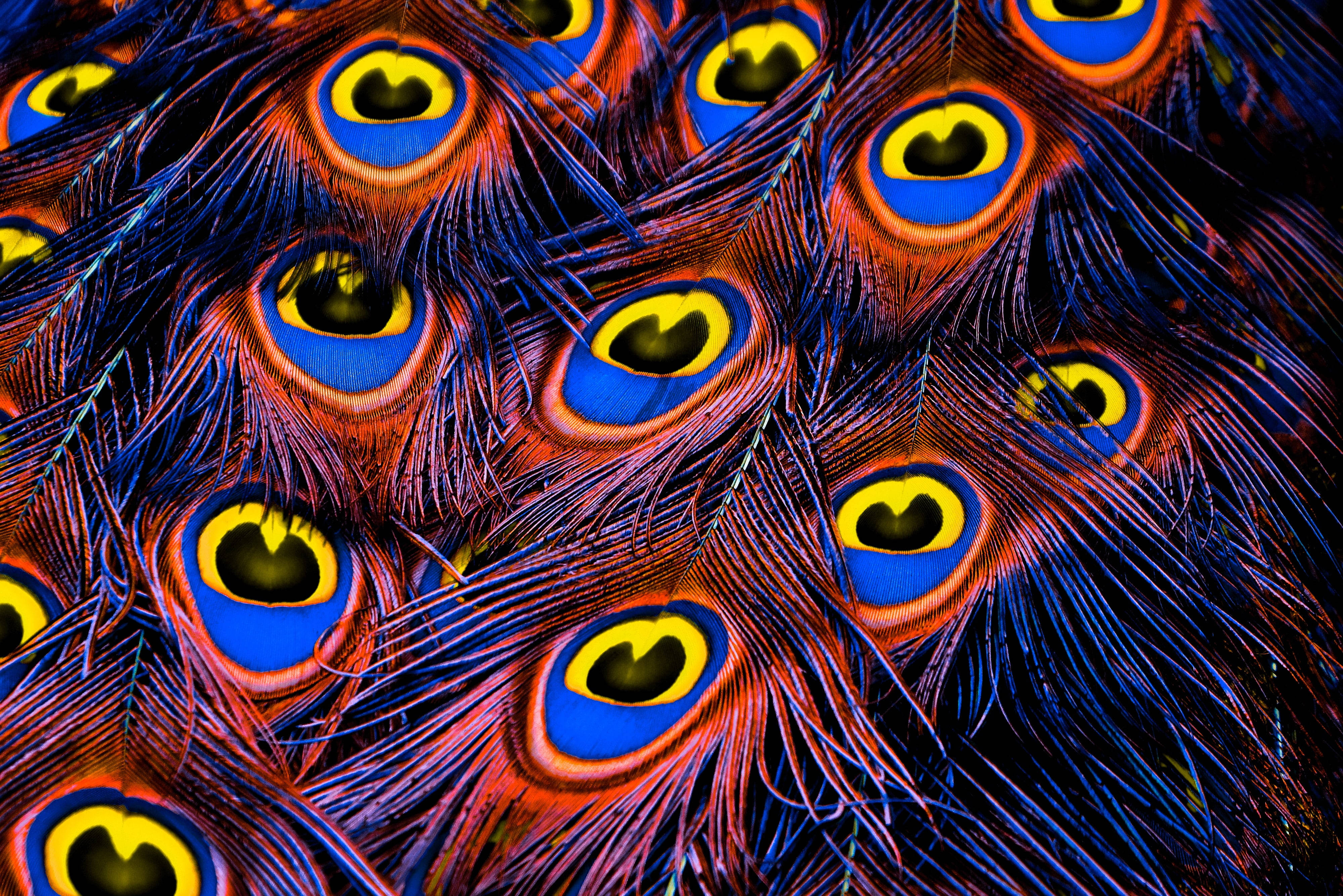 Mor Pankh, peacock feathers, eye patterns, 4K Desktop Wallpaper