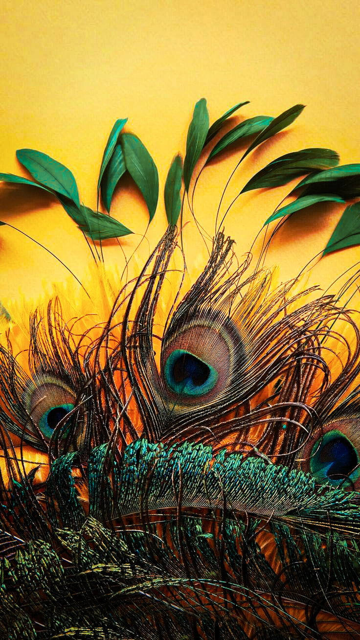 Mor Pankh, yellow background, peacock feathers, HD Phone Wallpaper