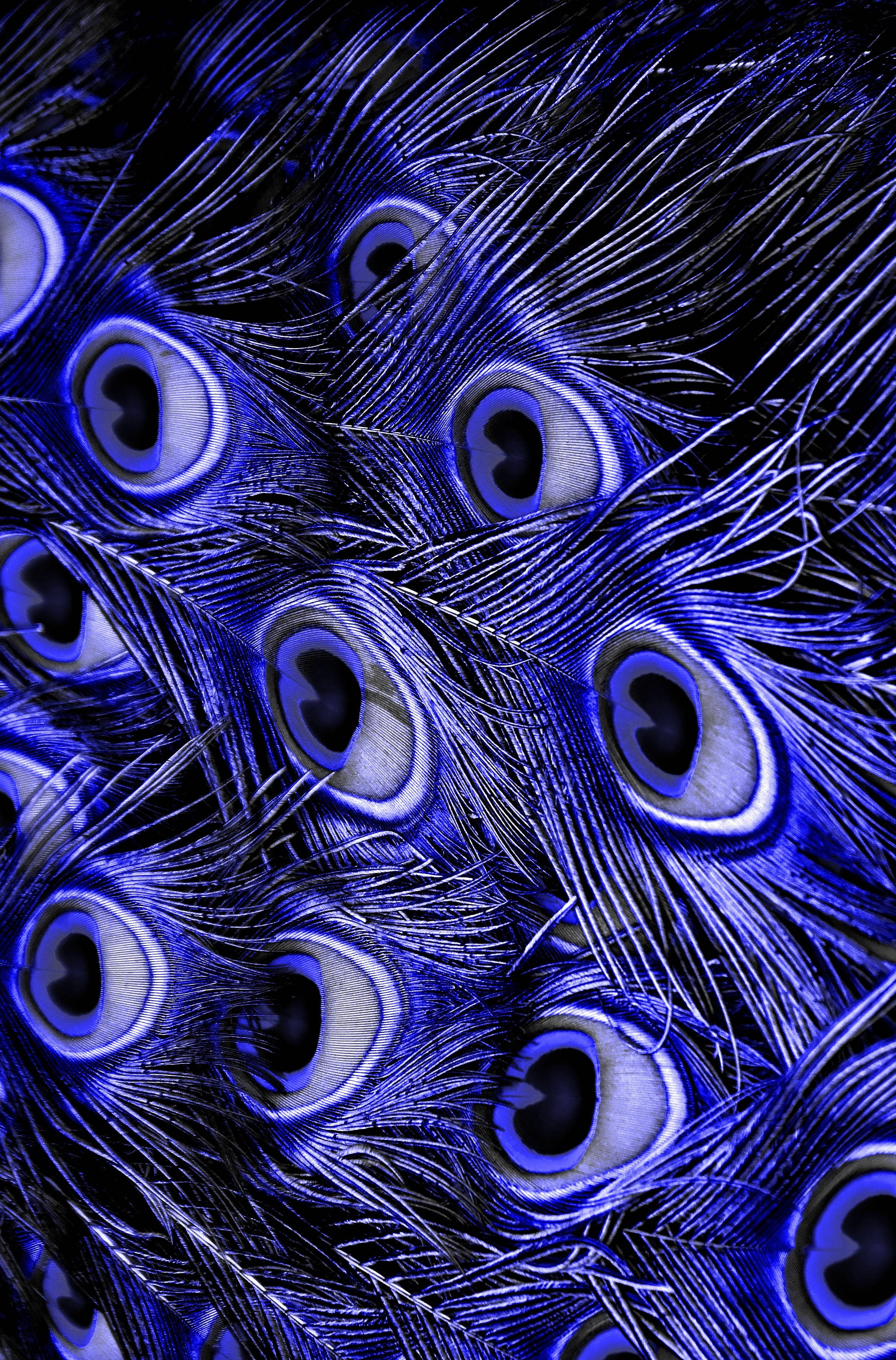 Purple Mor Pankh, iridescent blue peacock feathers, intricate eye patterns, 4K Phone Wallpaper