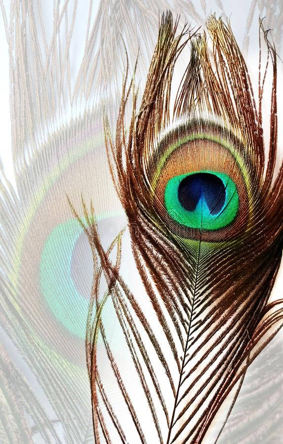 Mor Pankh, peacock feather, green blue, SD Phone Wallpaper