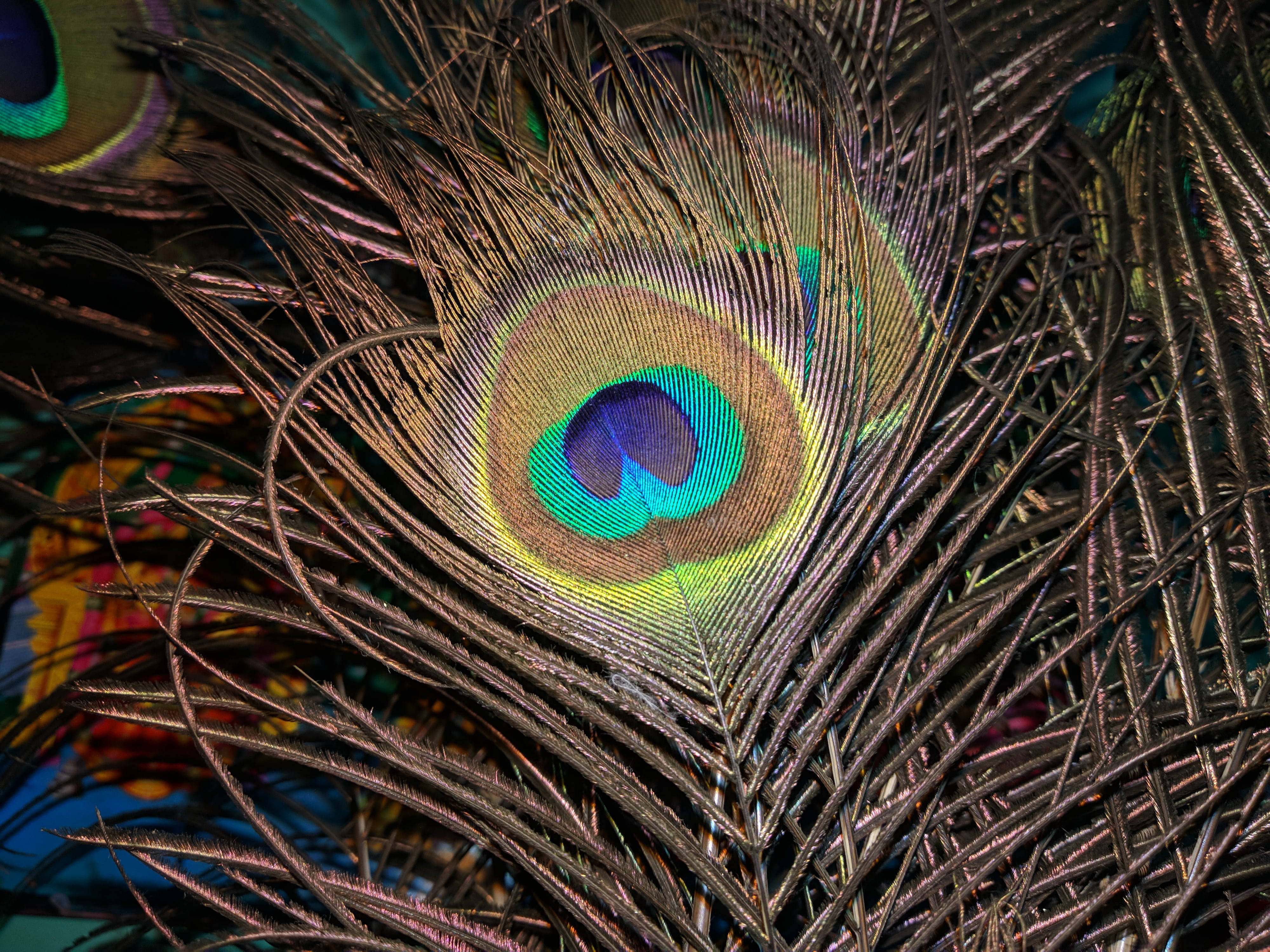 Mor Pankh, peacock feather, eye-like patterns, 4K Desktop Wallpaper