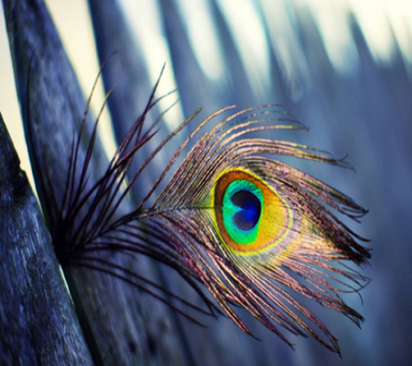 Mor Pankh, peacock feather, iridescent blue green, HD Desktop Wallpaper