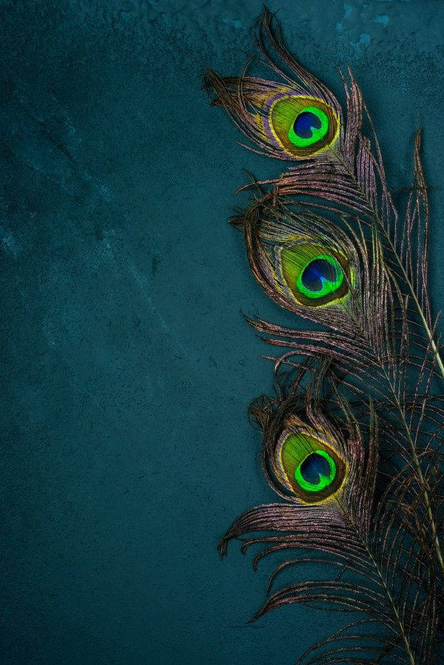 Mor Pankh, dark blue green, iridescent peacock feathers, SD Phone Wallpaper