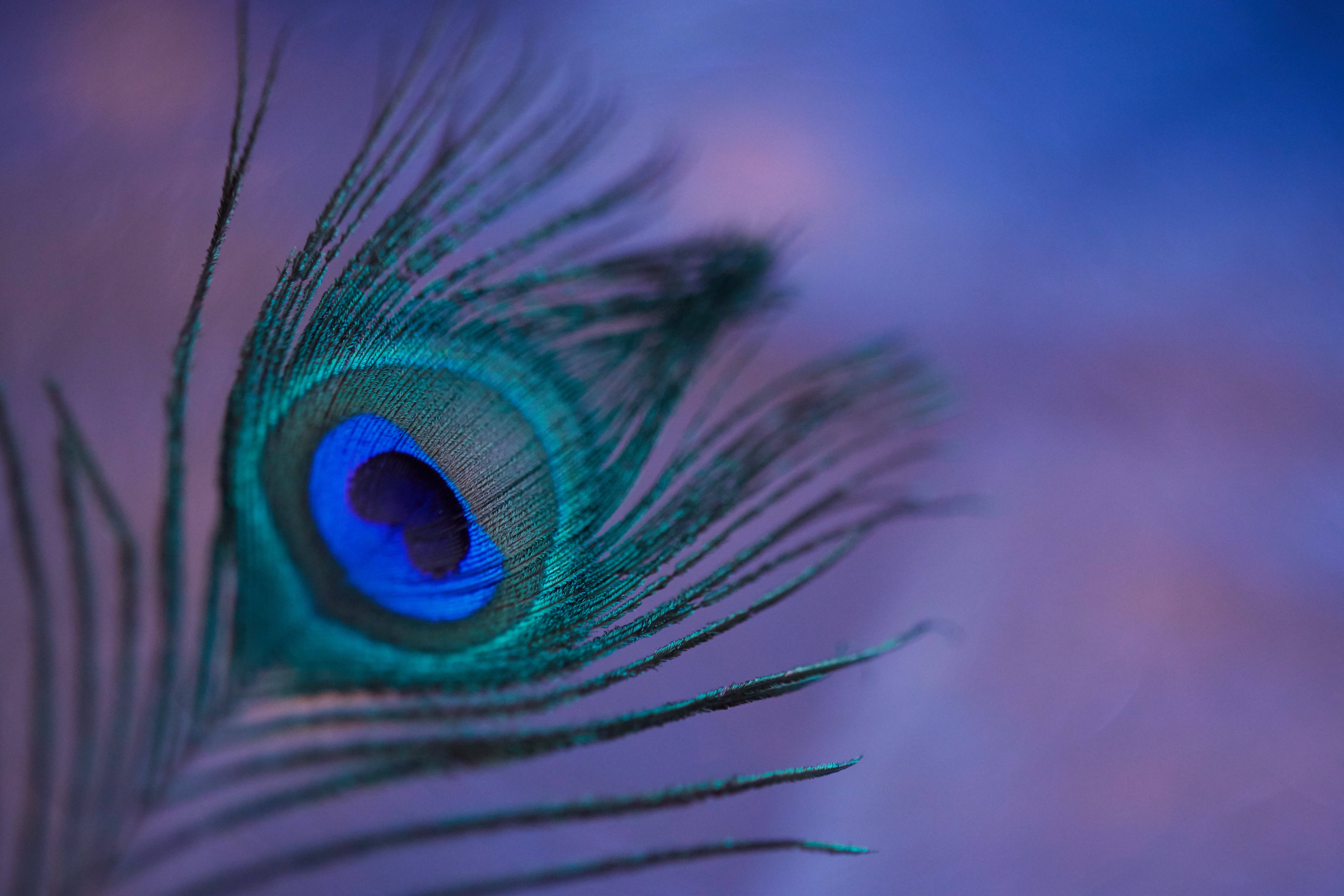 blue green mor pankh, peacock feather, vibrant blue and green iridescence, 5K Desktop Wallpaper