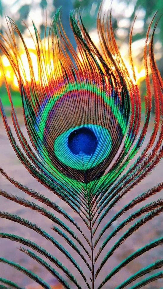 Mor Pankh, peacock feather, iridescent blues, SD Phone Wallpaper