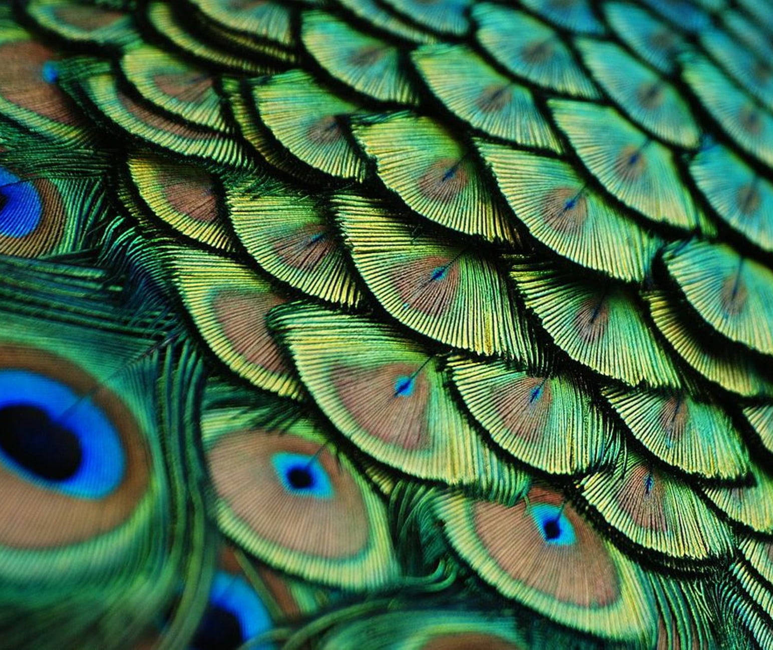 Mor Pankh, peacock feathers, iridescent, HD Desktop Wallpaper