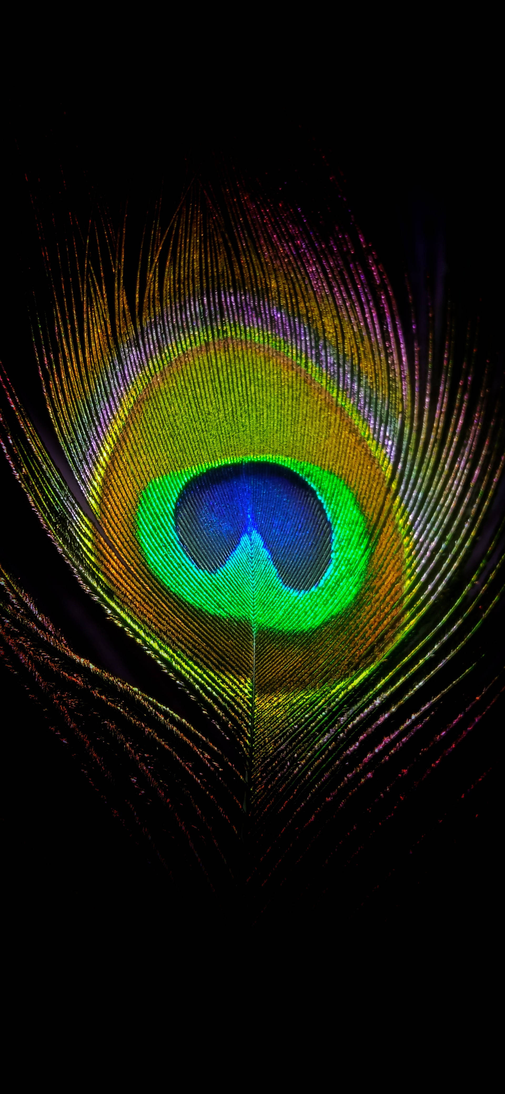 peacock feather, green blue, gold, 4K Phone Wallpaper