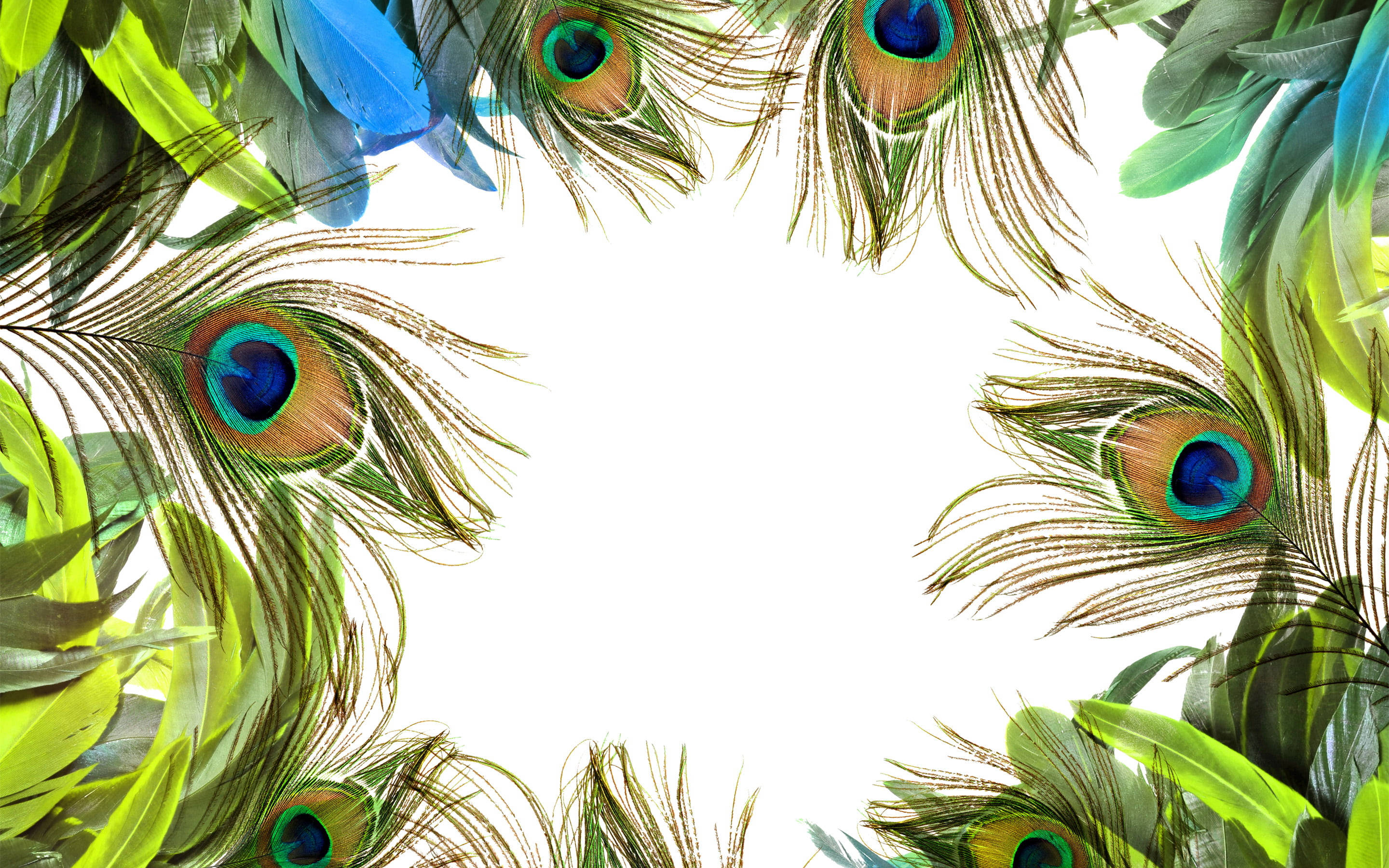 Mor Pankh, green blue, gold, 2K Desktop Wallpaper