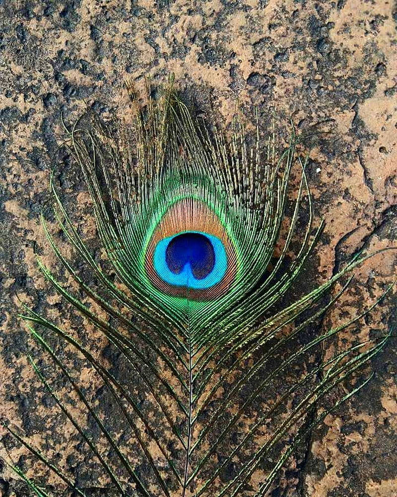 Neon Green Mor Pankh, peacock feather, iridescent blue green, SD Phone Wallpaper