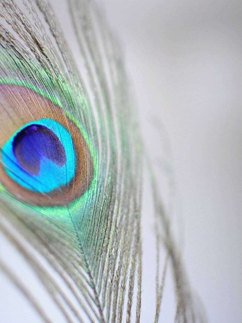 Mor Pankh, silver background, peacock feather, SD Phone Wallpaper